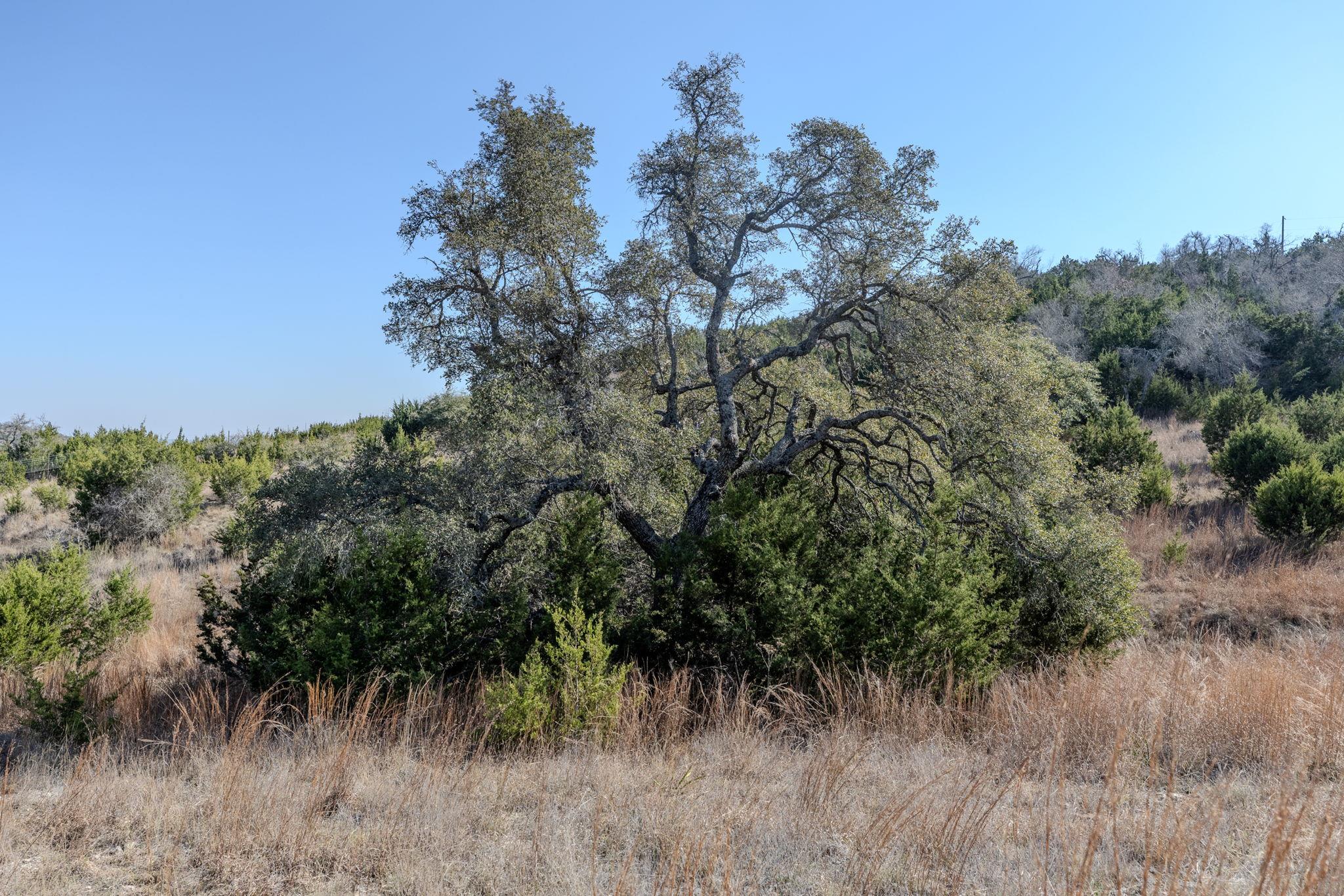 TBD Lot 5 Sanctuary Ln, Blanco, TX 78606