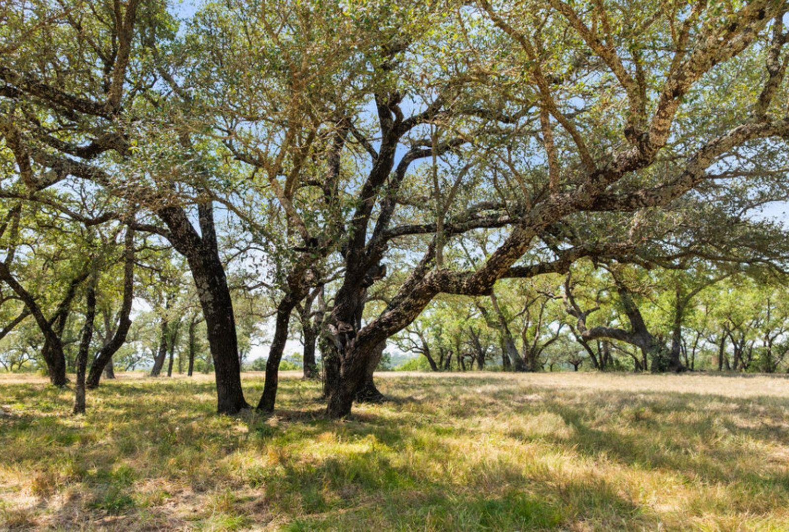 Marble Falls, TX 78654