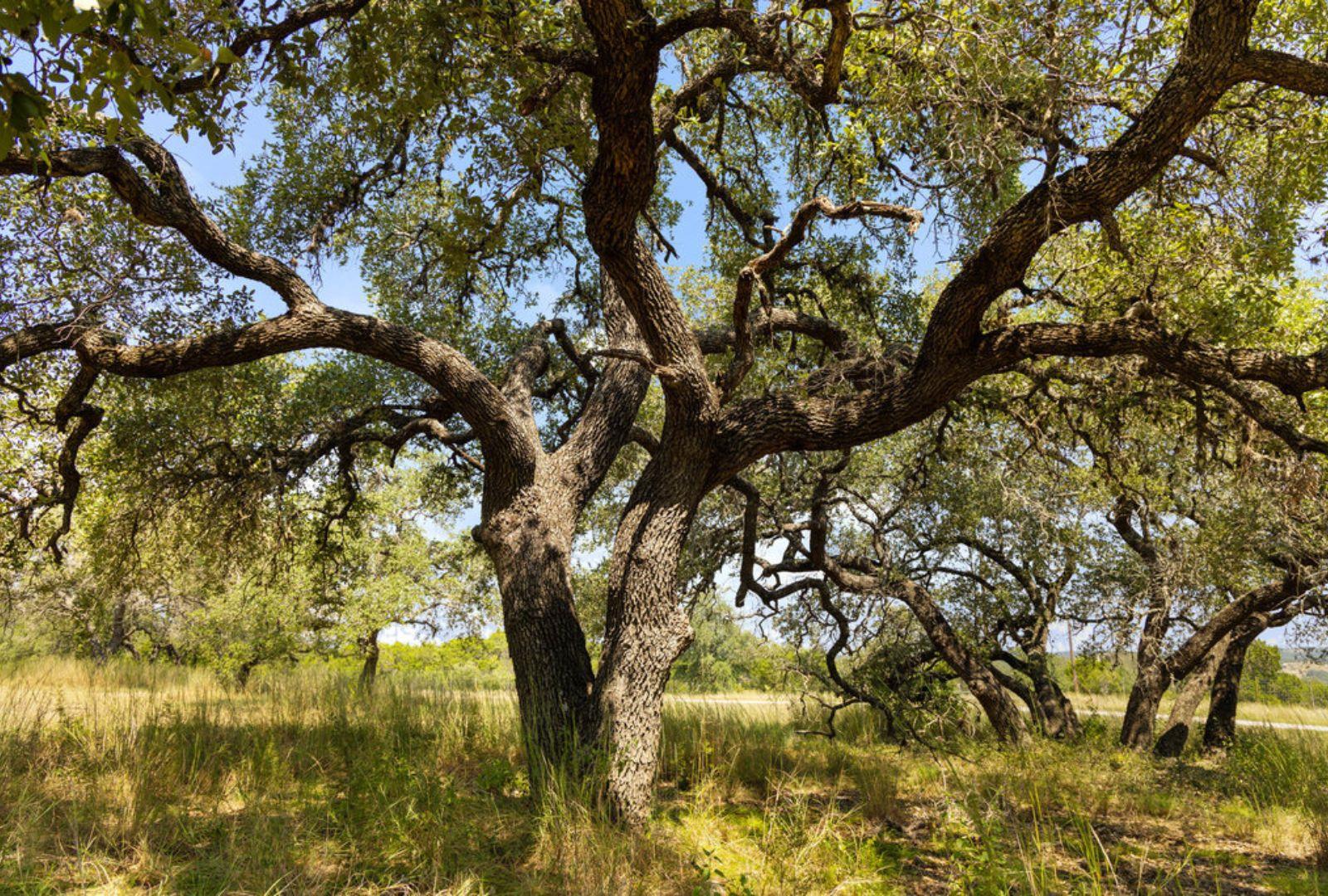 Marble Falls, TX 78654