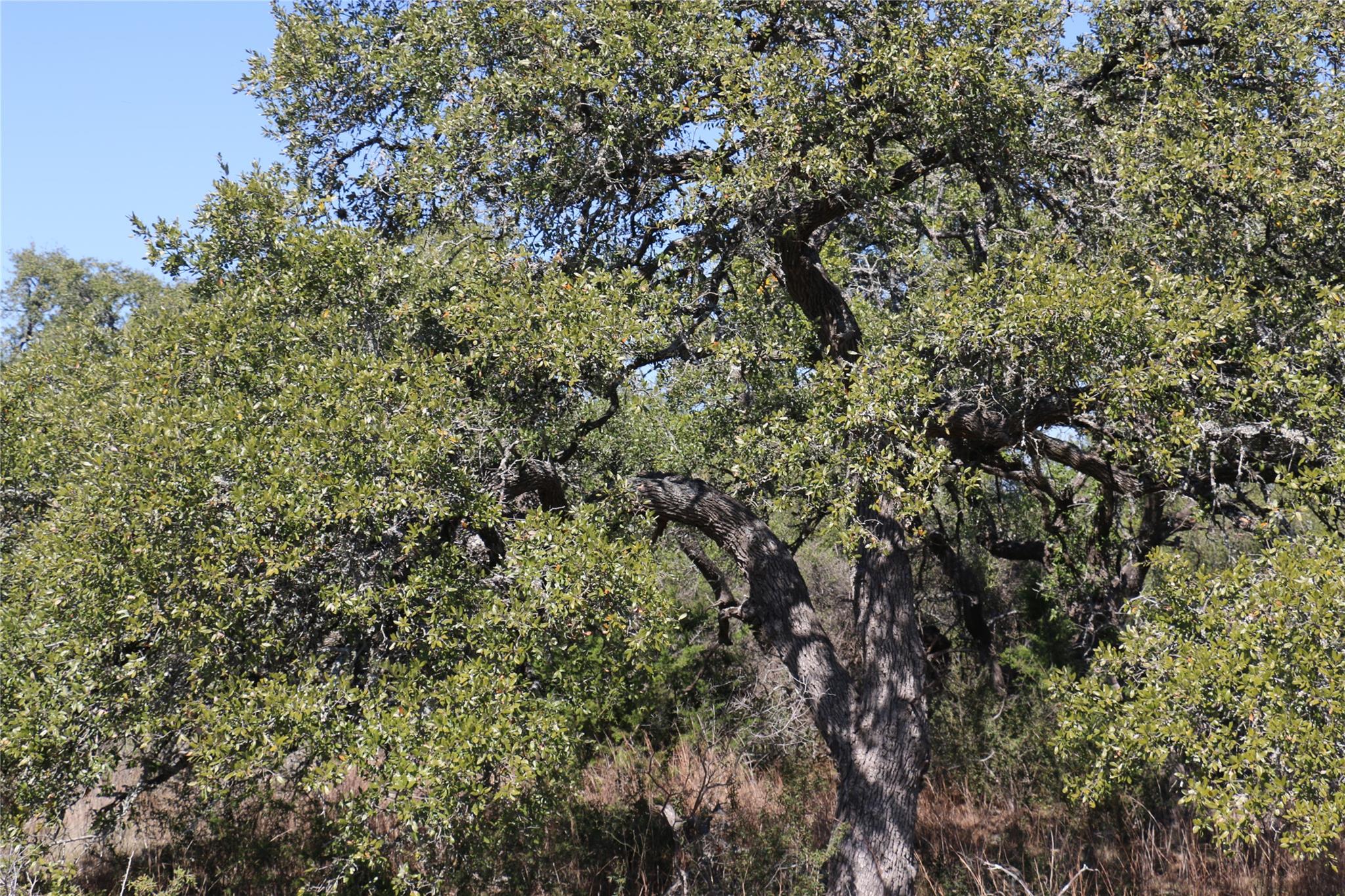 5688 Fm 2325, Wimberley, TX 78676