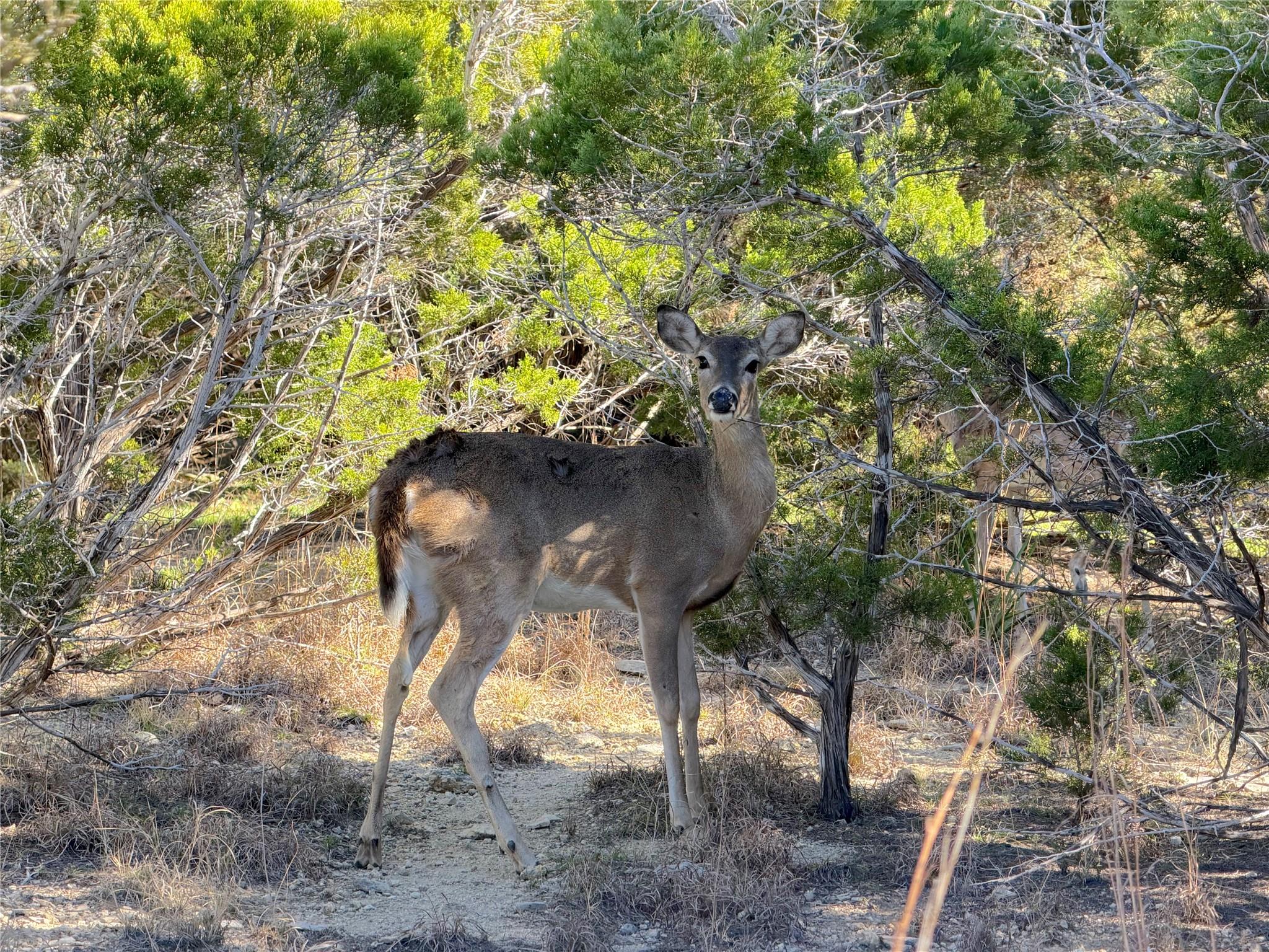 156 Deer Run Pass, Canyon Lake, TX 78133