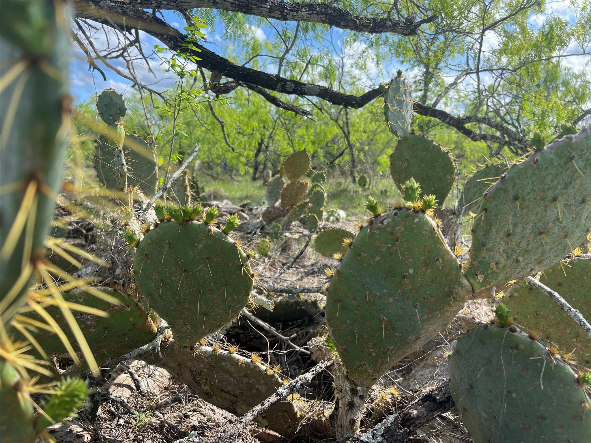 0 Cr 180, Smiley, TX 78159