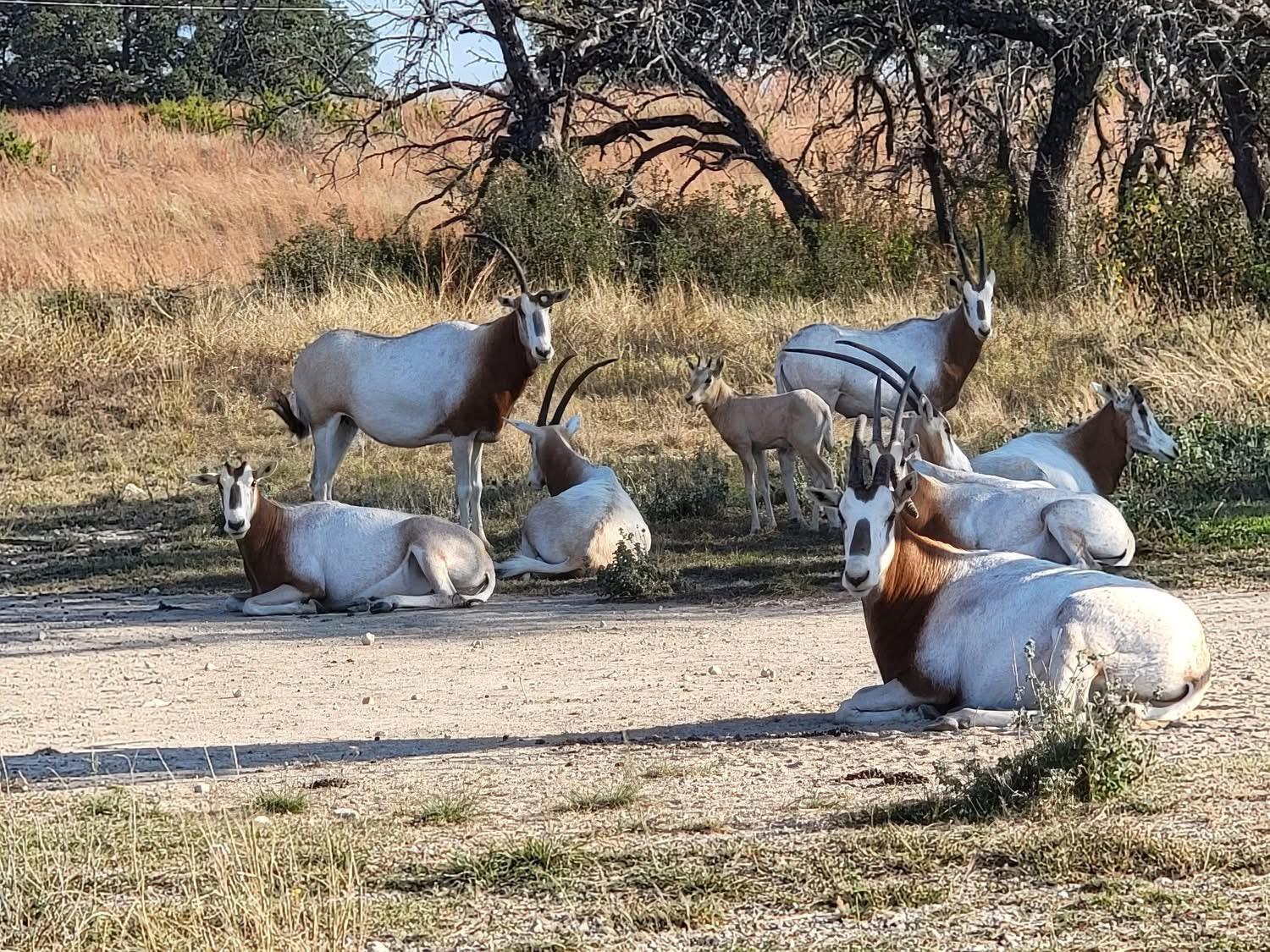 0 River Shoals Dr, Kempner, TX 76539