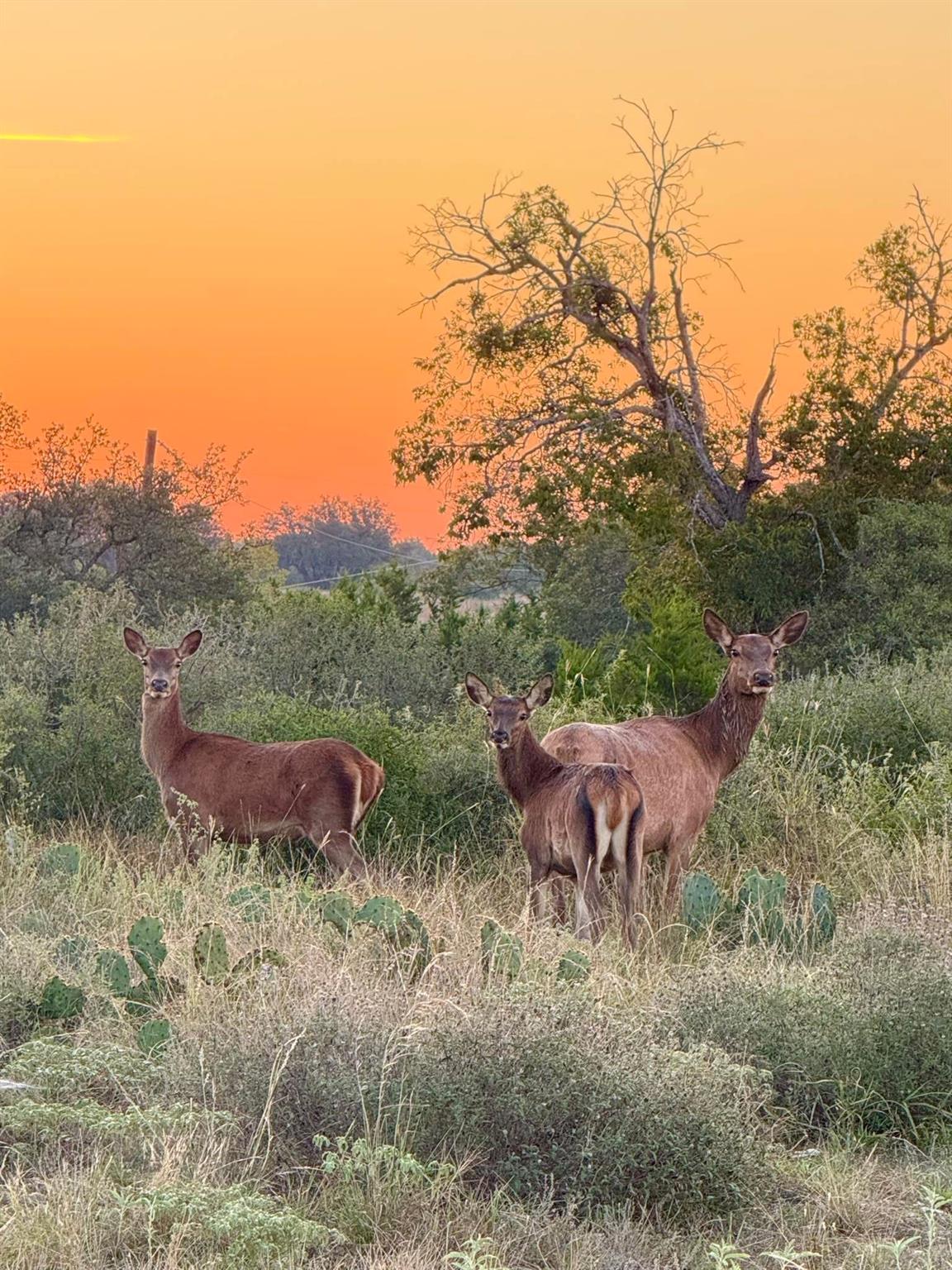 0 River Shoals Dr, Kempner, TX 76539