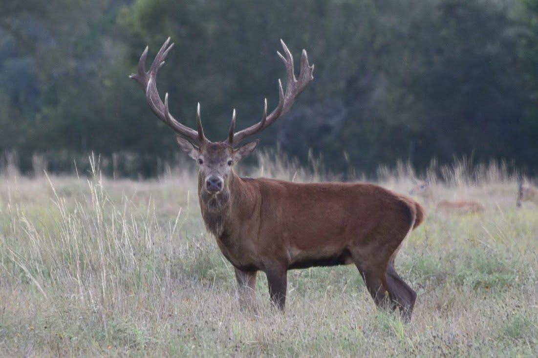 0 River Shoals Dr, Kempner, TX 76539