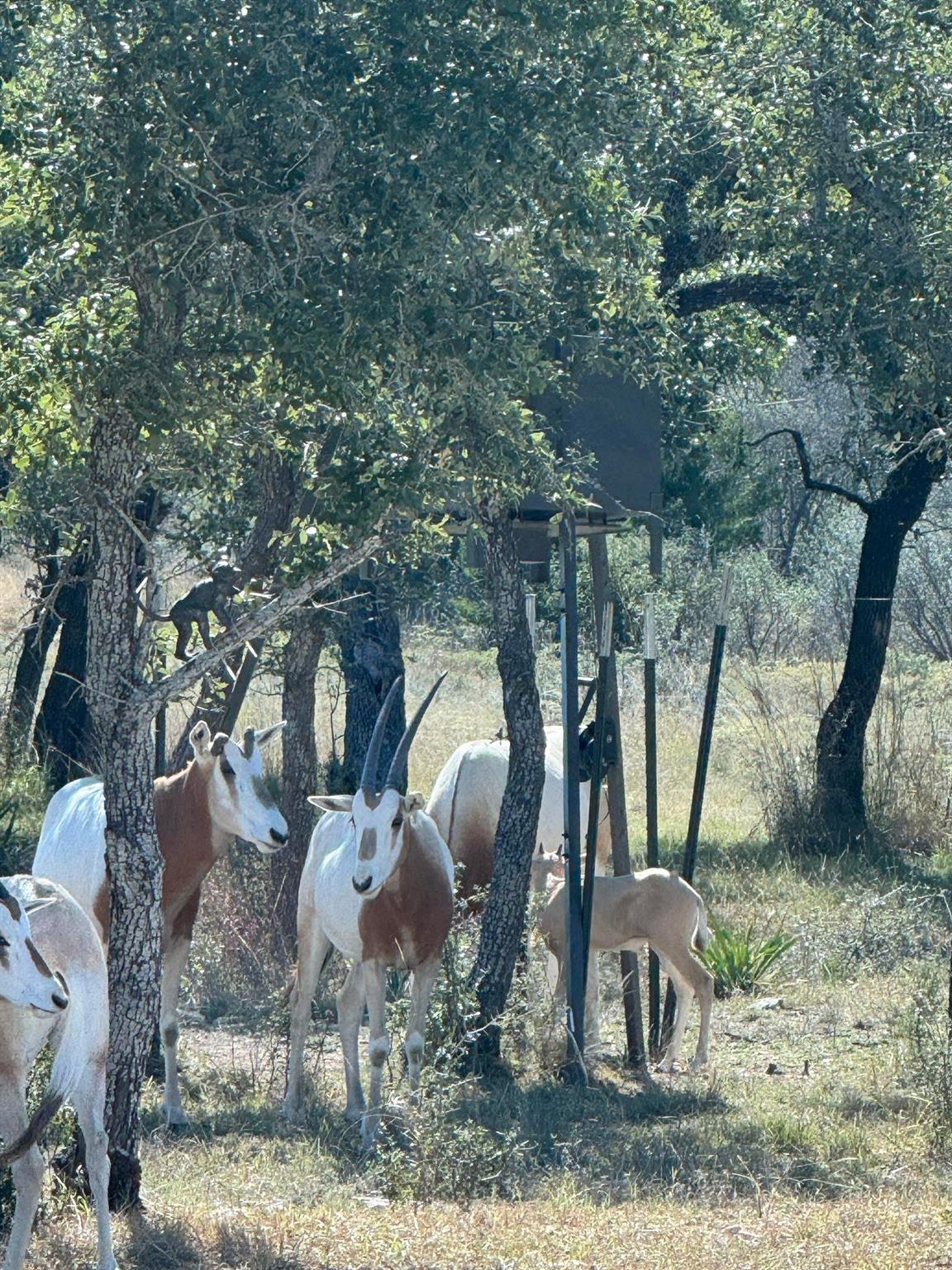 0 River Shoals Dr, Kempner, TX 76539