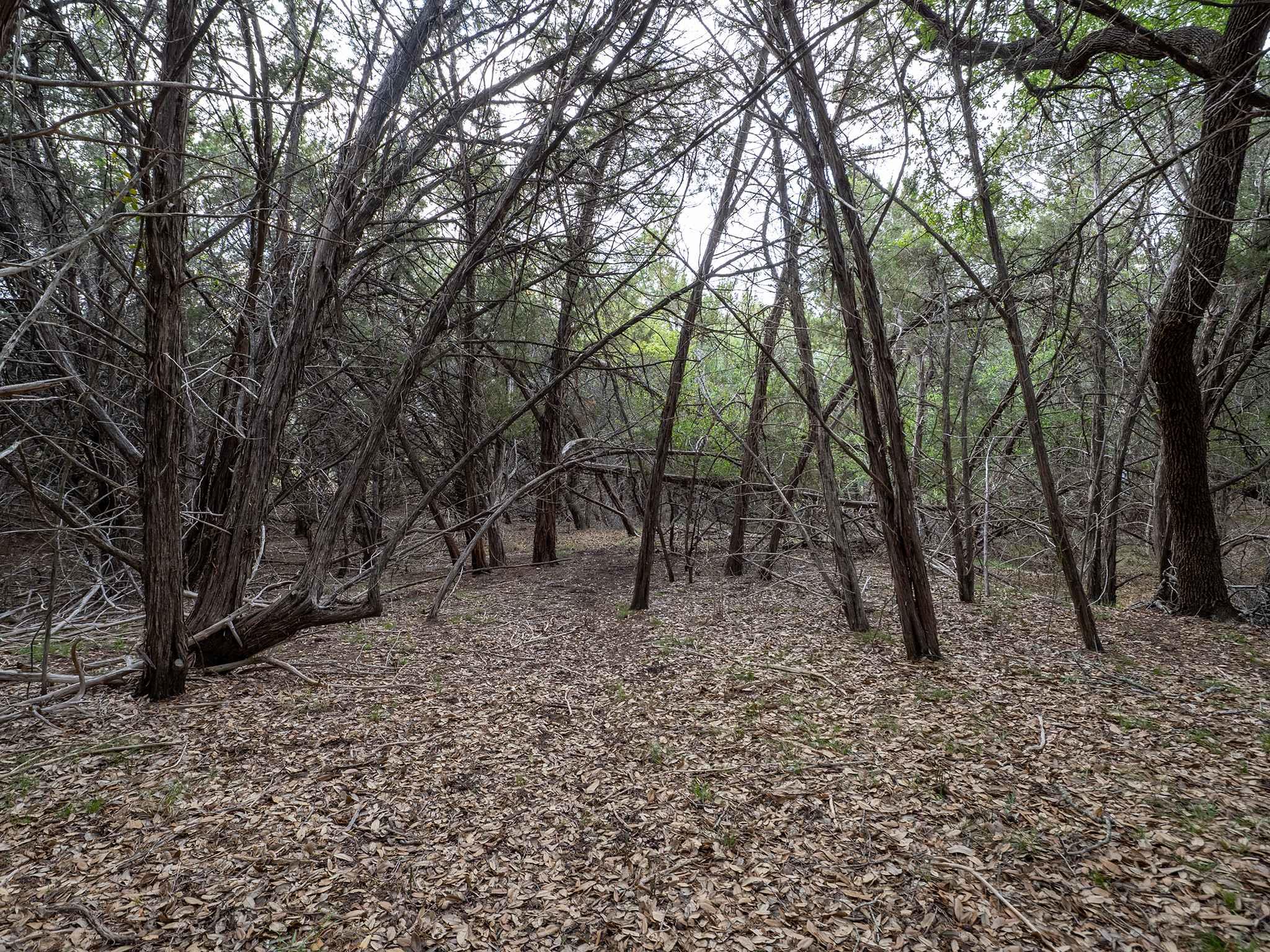 10212 Thomas Ln, Dripping Springs, TX 78620