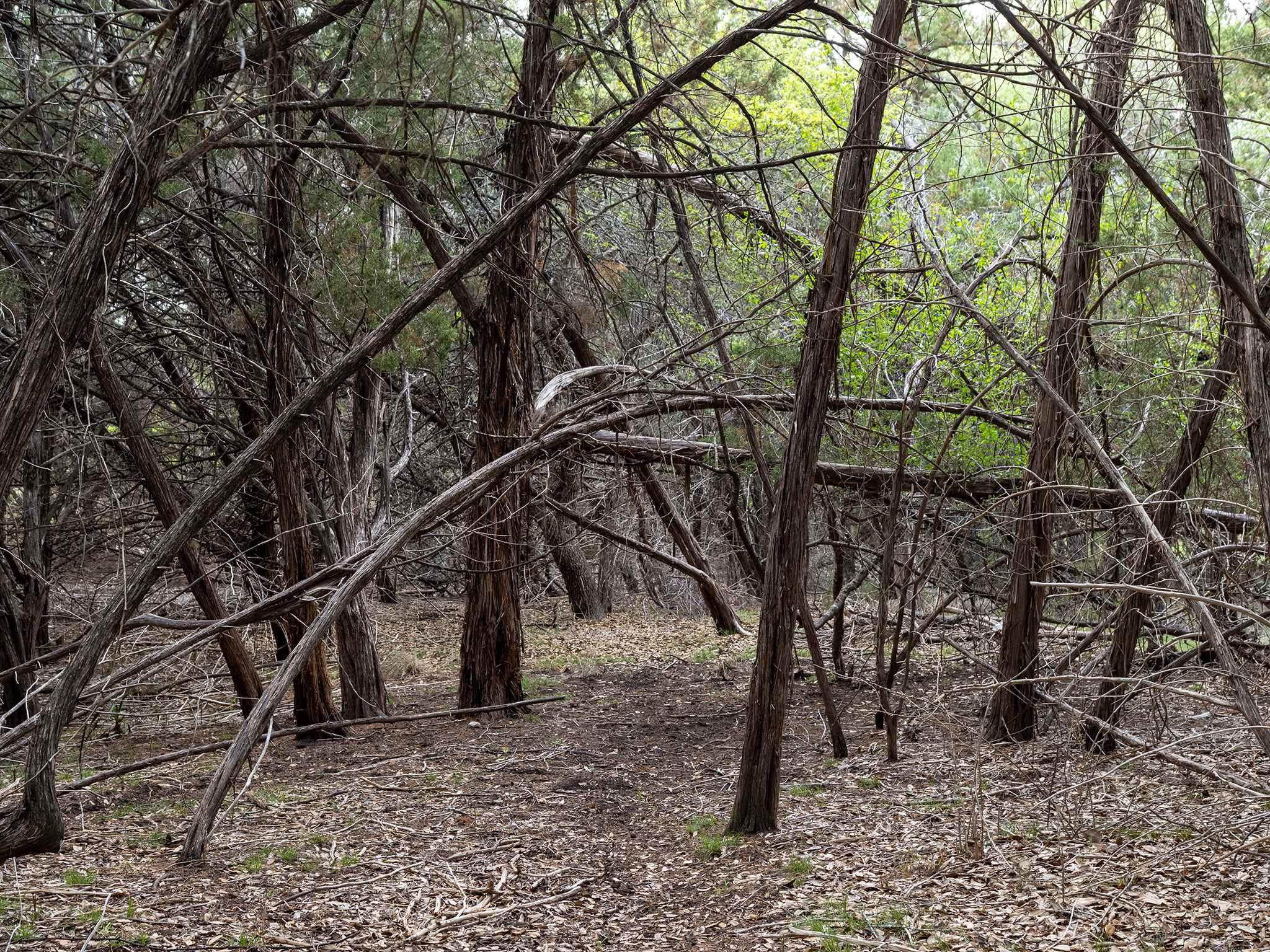 10212 Thomas Ln, Dripping Springs, TX 78620