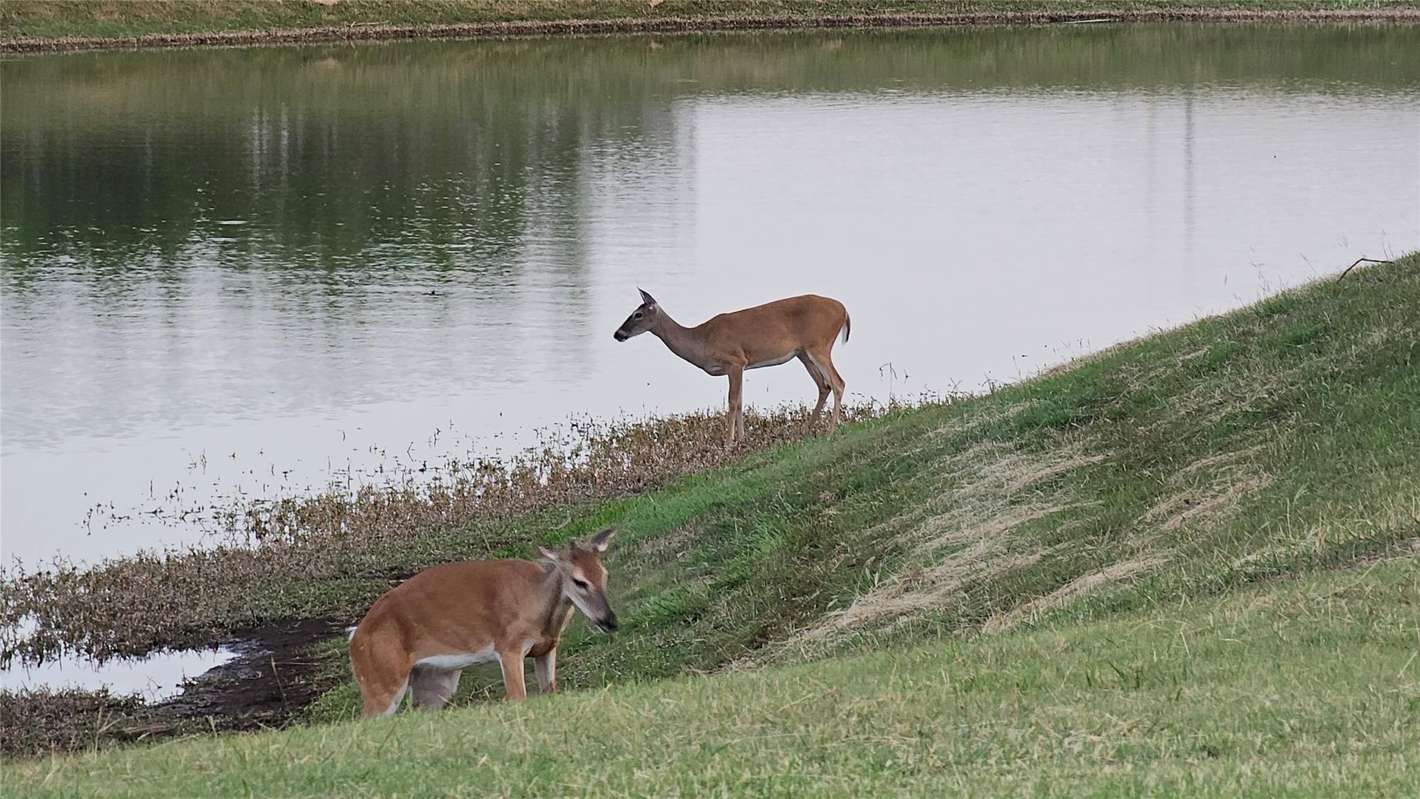 629 Rocky Spot Dr, Austin, TX 78737