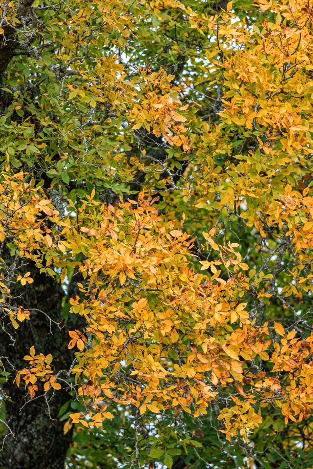 0 Ranch Road 965, Fredericksburg, TX 78624