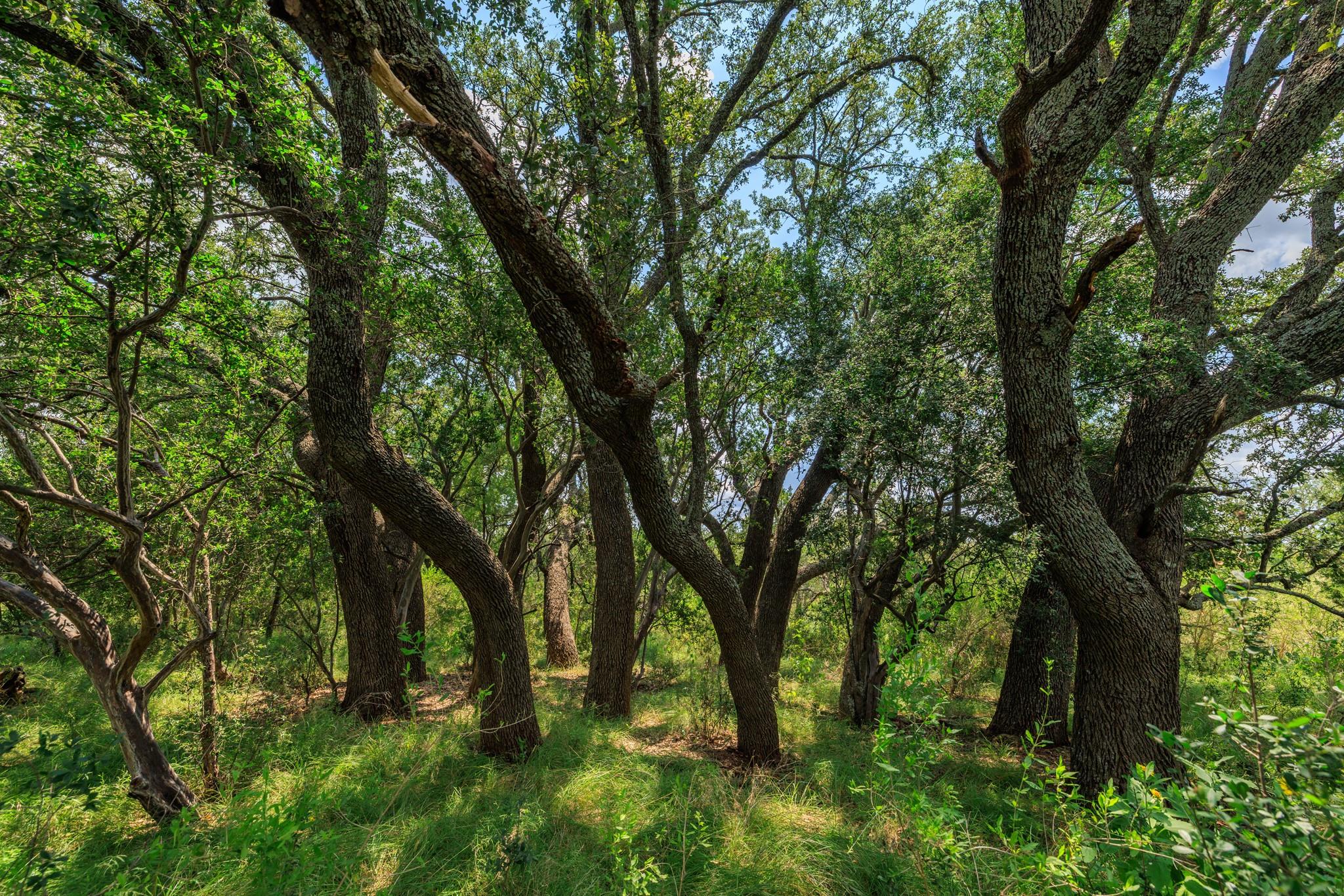 0 Ranch Road 648, Doss, TX 78618