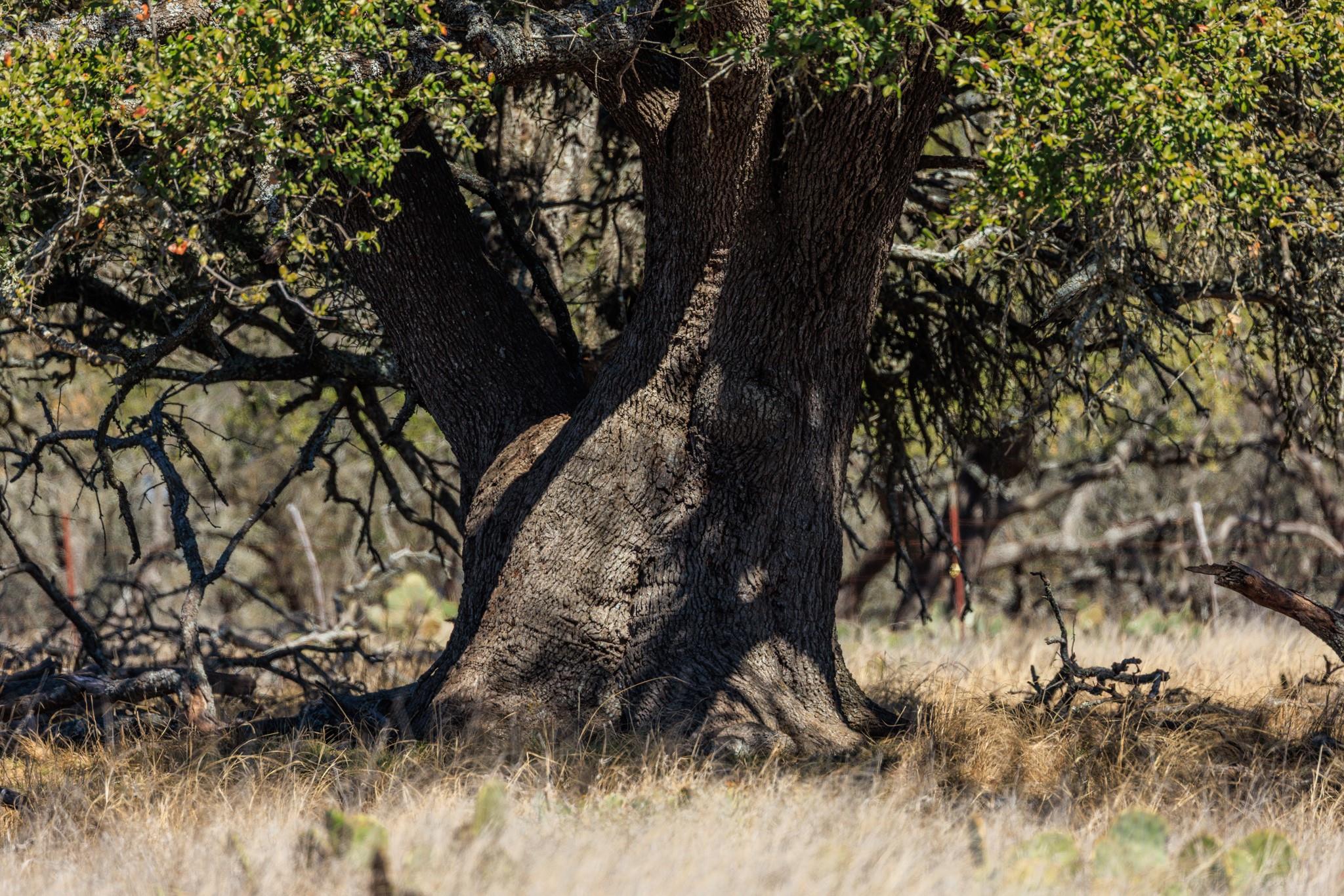 2020 Wendel Rd, Harper, TX 78631