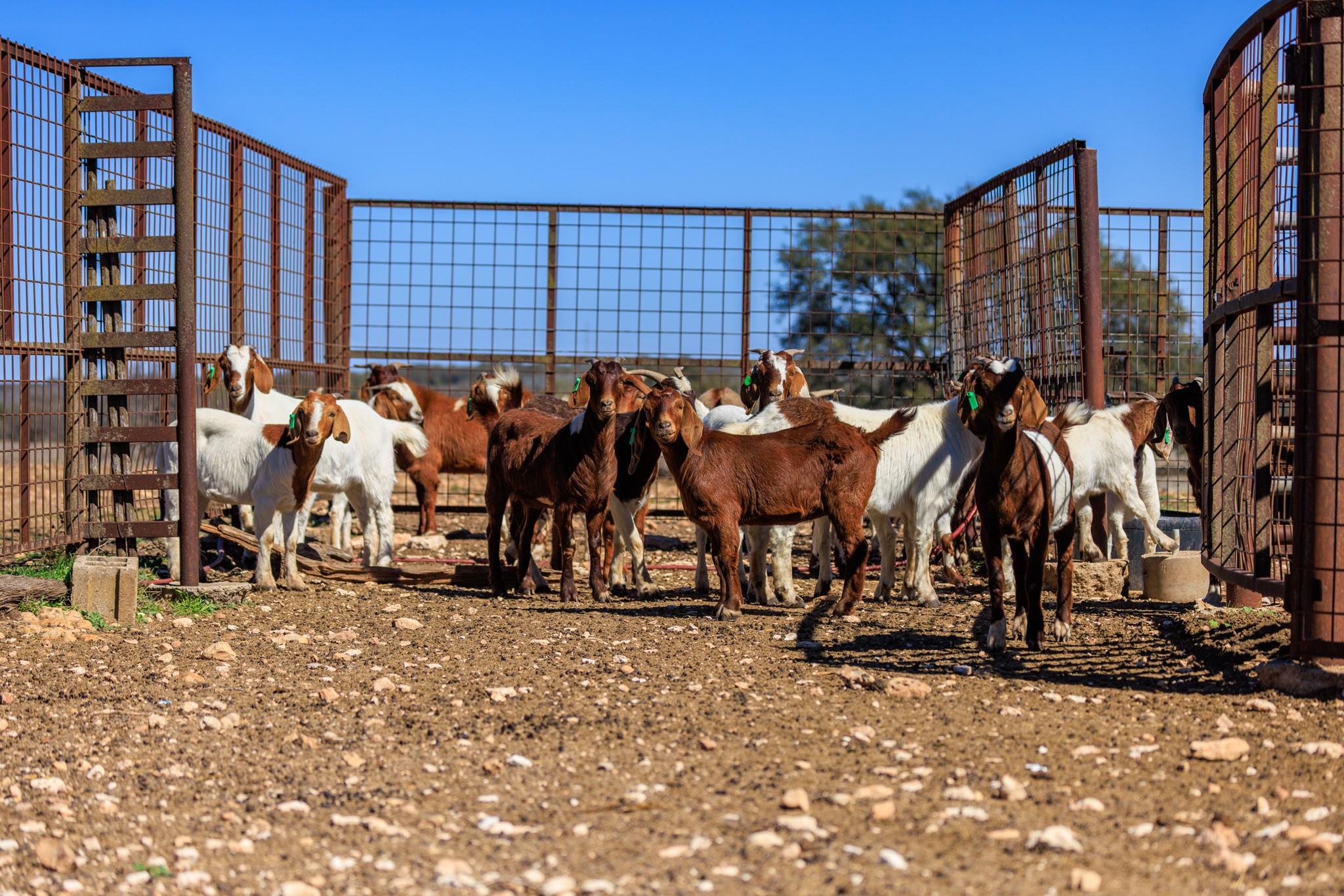 2020 Wendel Rd, Harper, TX 78631