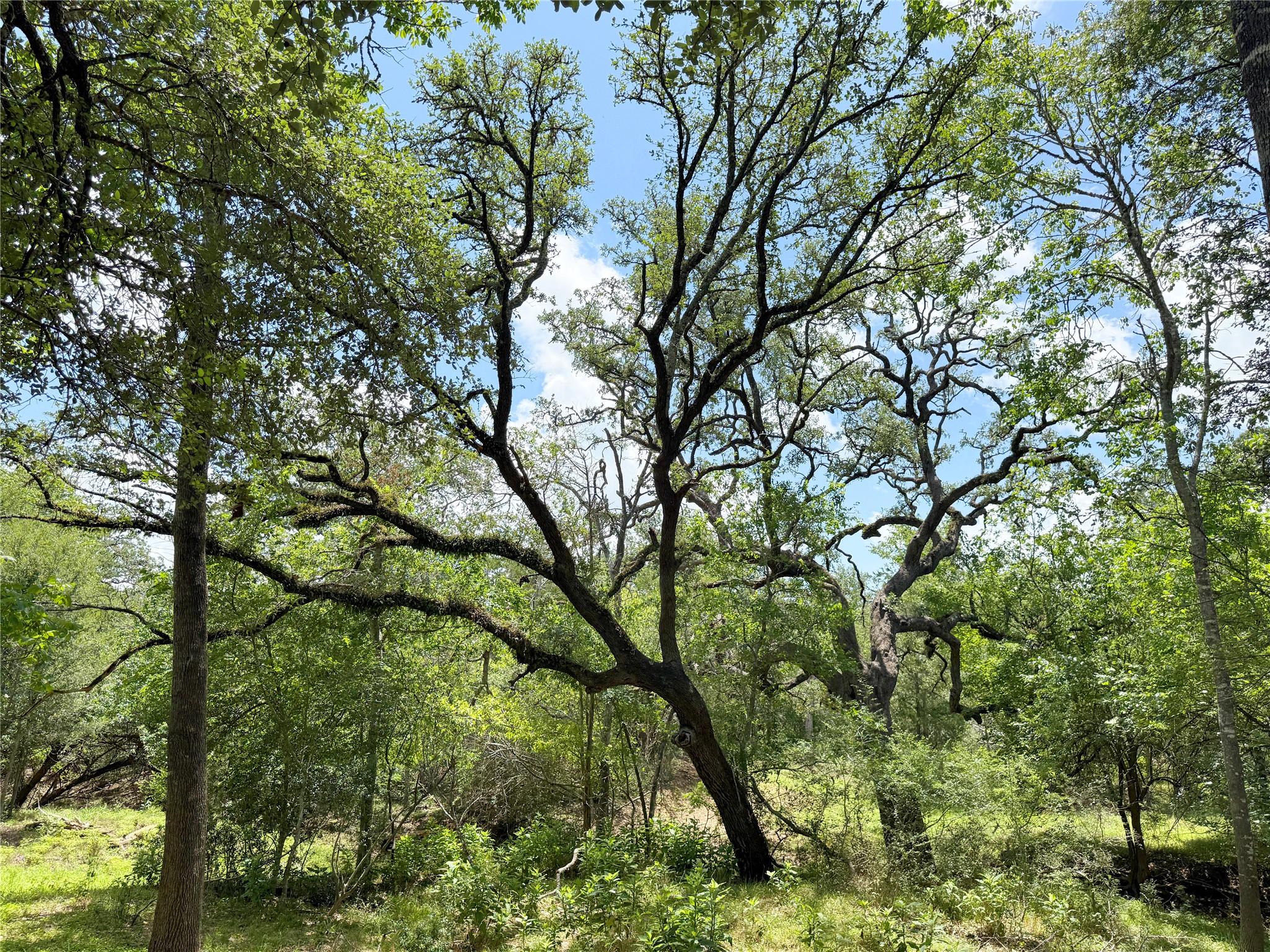 141 Grassyville Rd, Paige, TX 78659