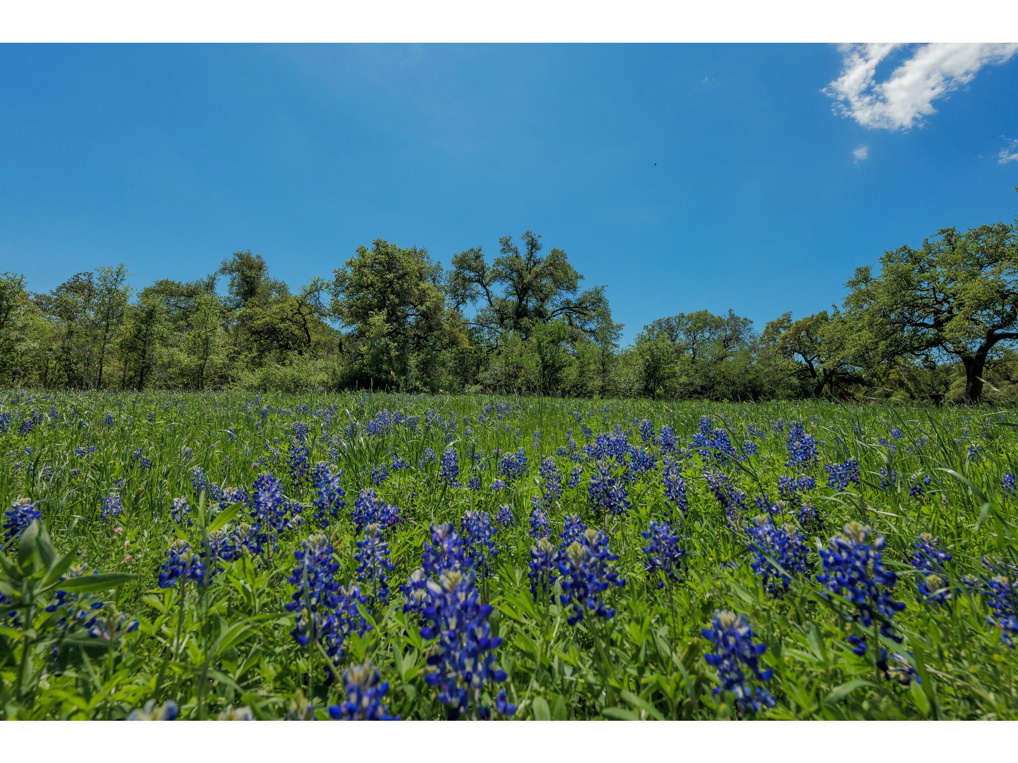 30201 LIVE OAK Trl, Georgetown, TX 78633
