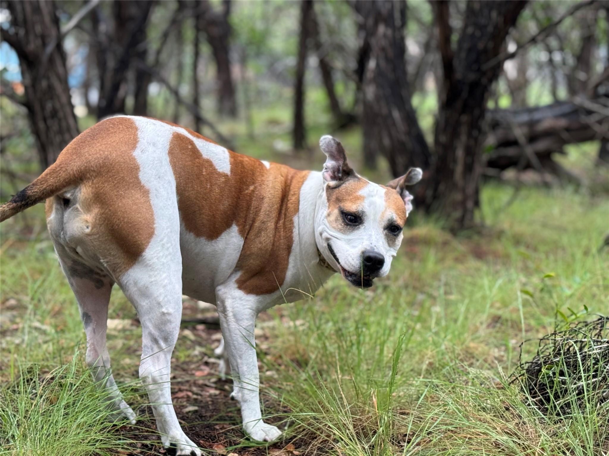 TBD Tracts 10 & 22 Goat Hill Rd, Lakehills, TX 78063