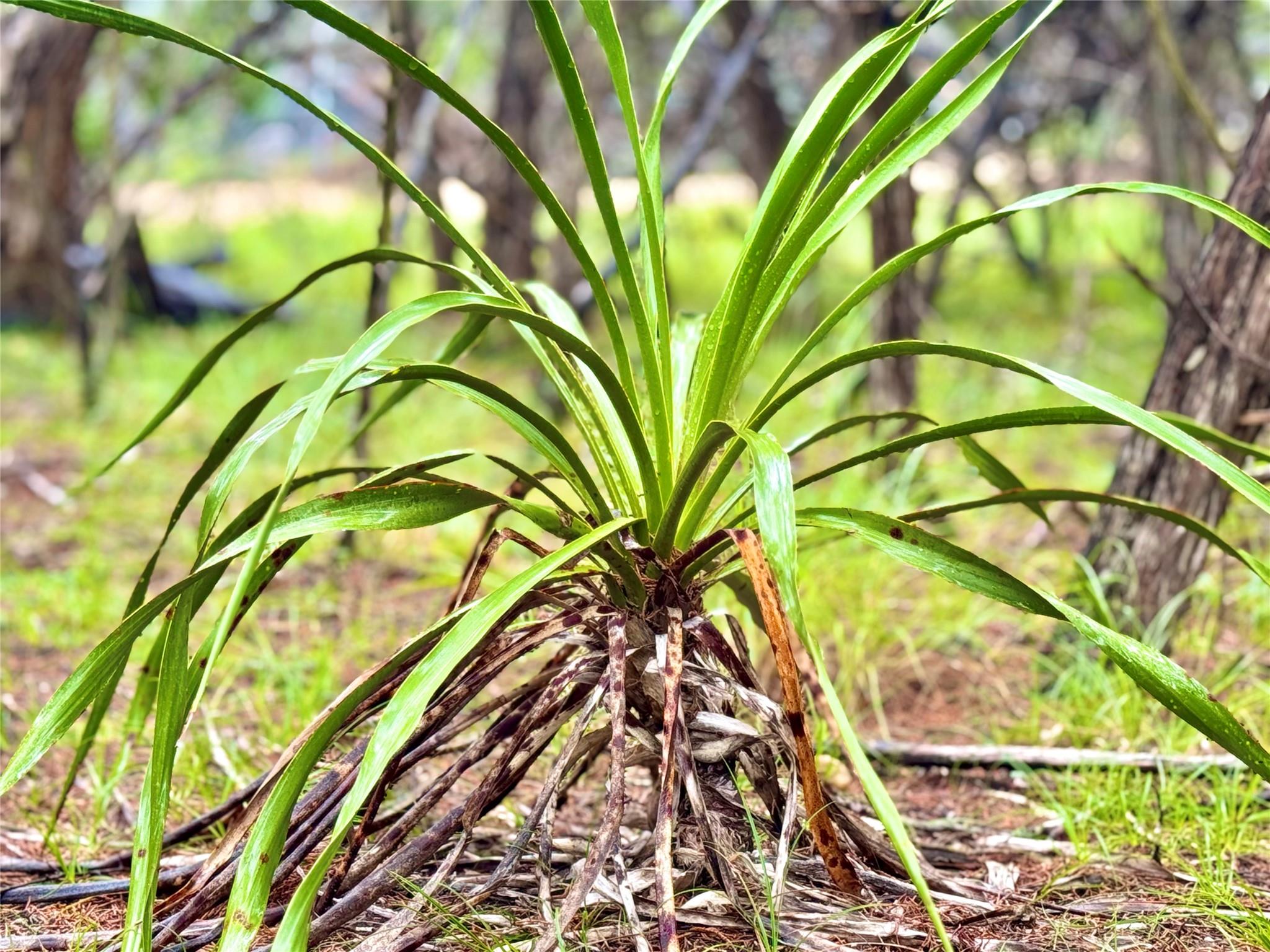 TBD Tracts 10 & 22 Goat Hill Rd, Lakehills, TX 78063