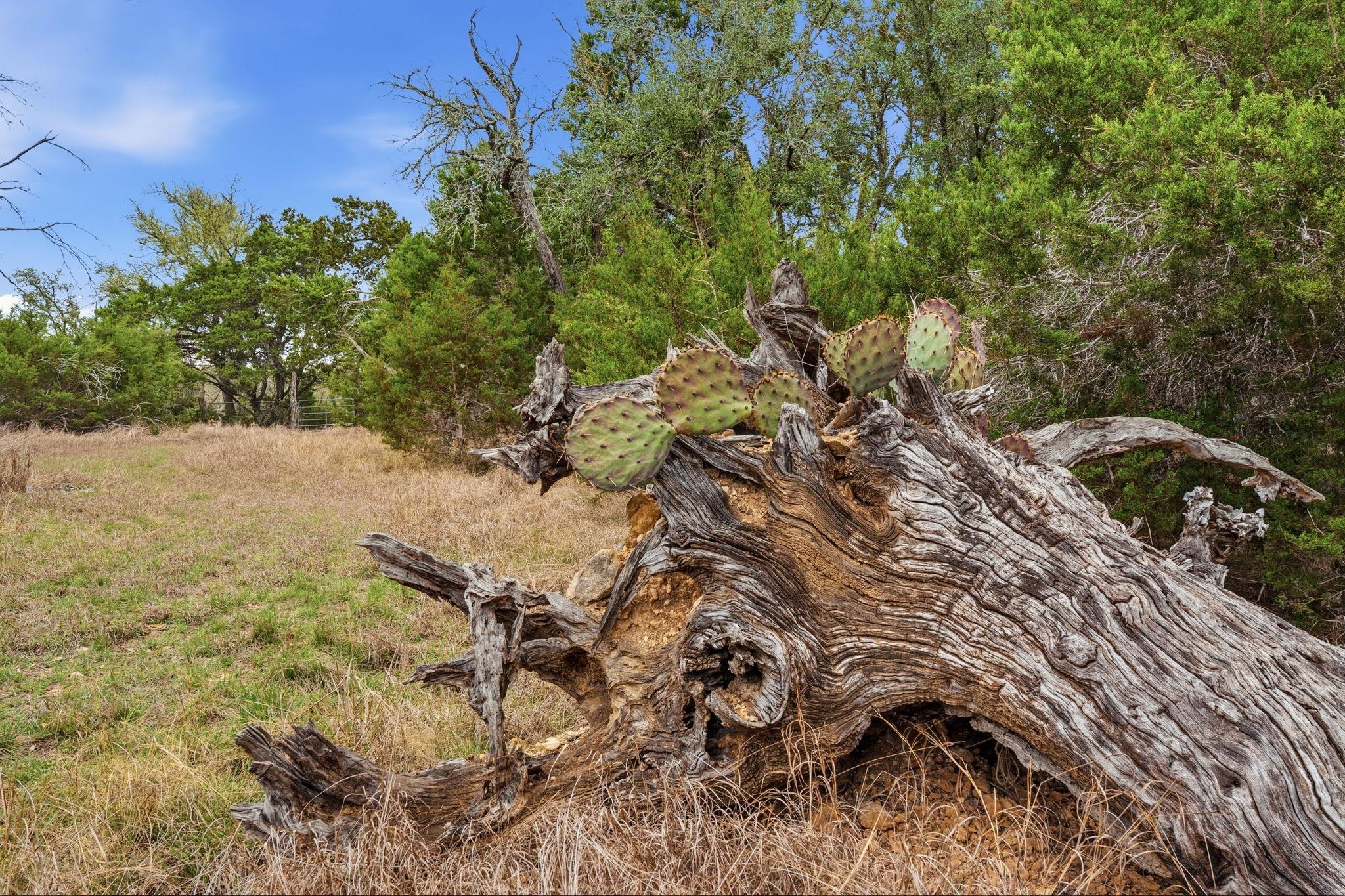 TBD Loop 165, Dripping Springs, TX 78620