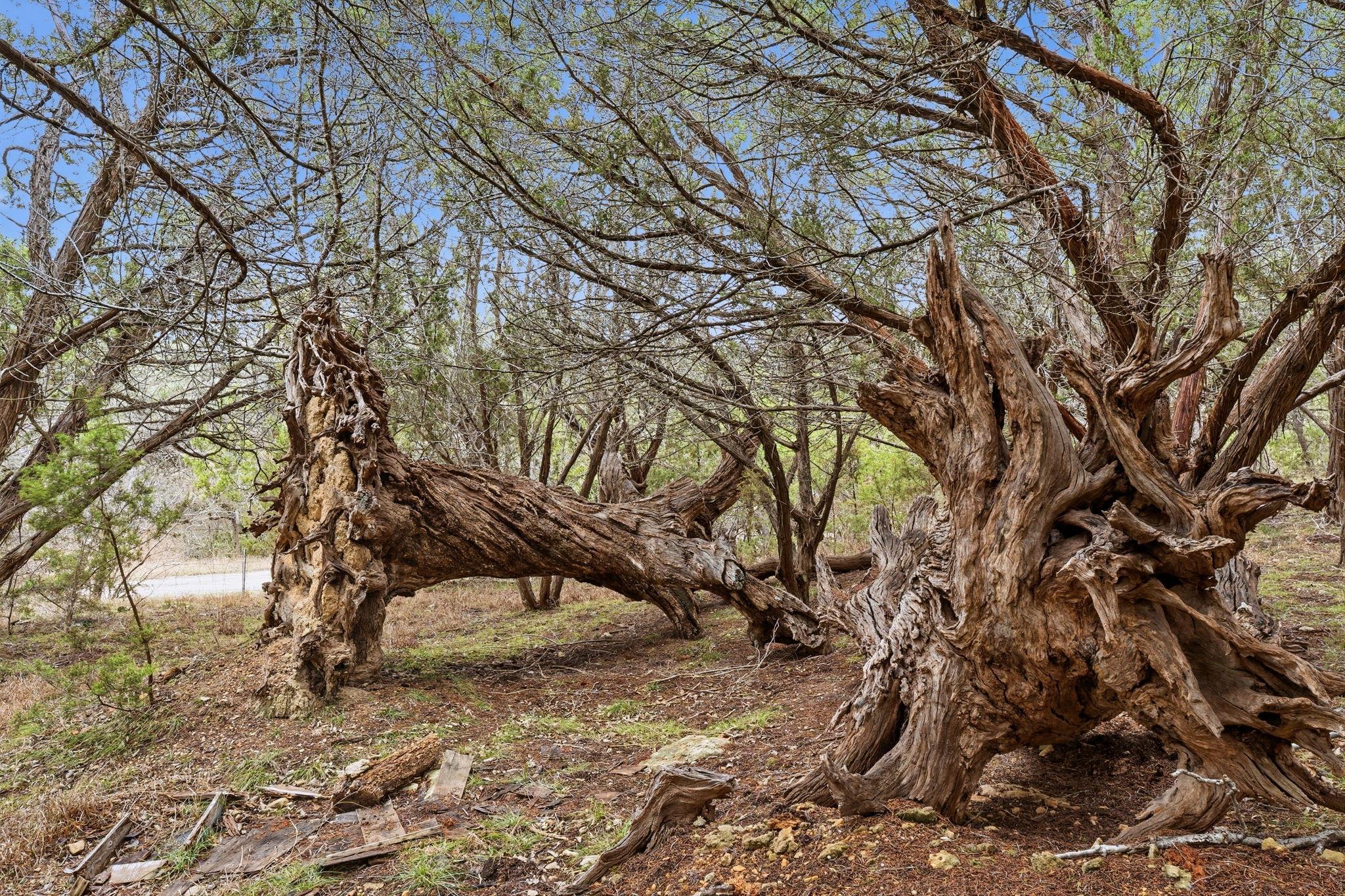 TBD Loop 165, Dripping Springs, TX 78620