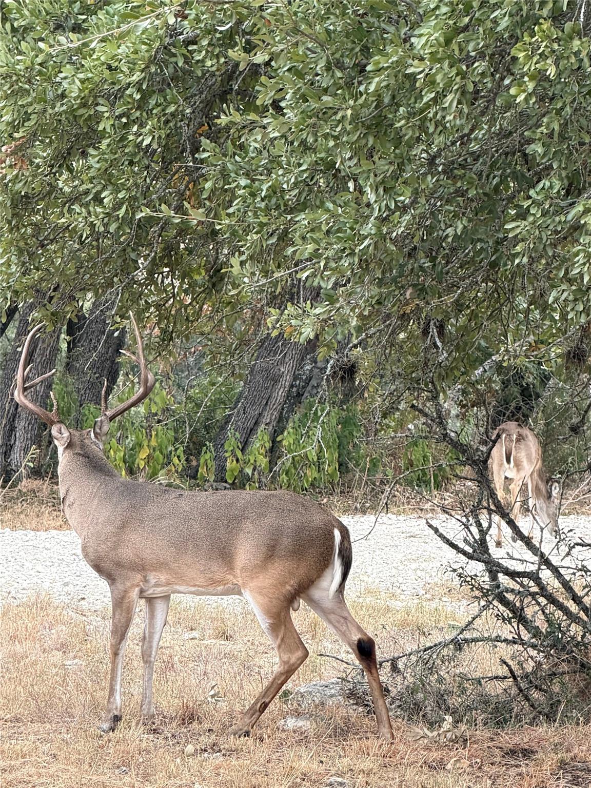 TBD FM 484, Canyon Lake, TX 78133