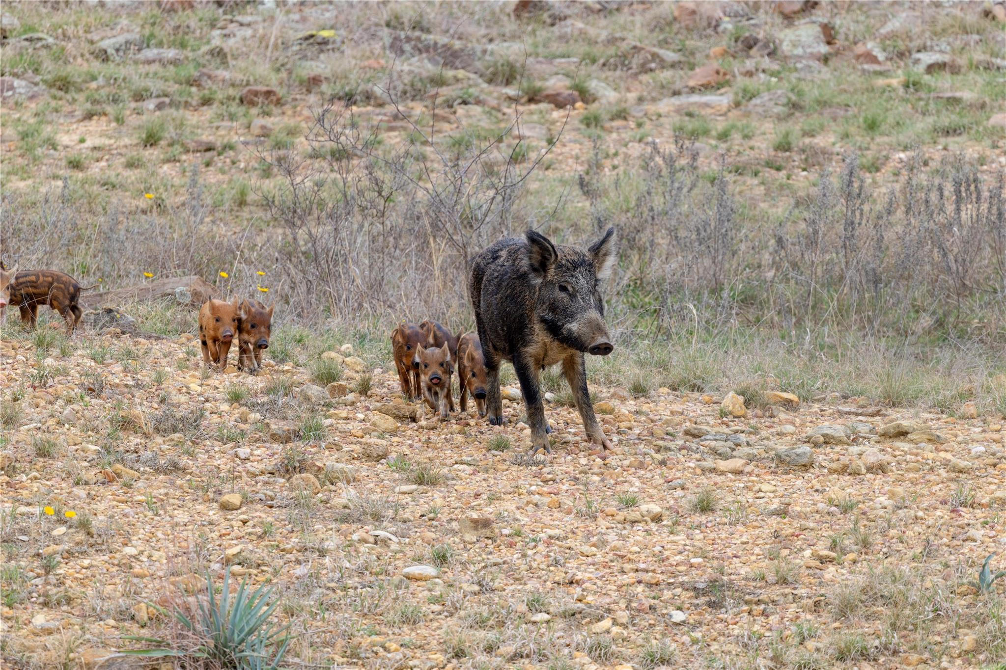 630 N Cr 531, Mullin, TX 76864