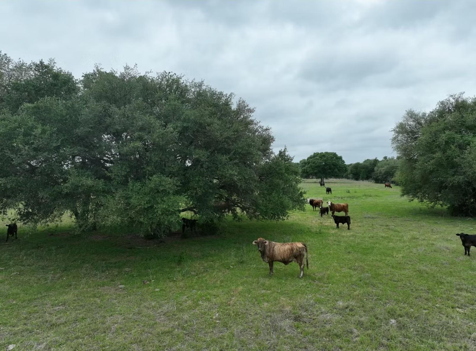 TBD Lot 3 County Road 127 Rd, Ledbetter, TX 78946