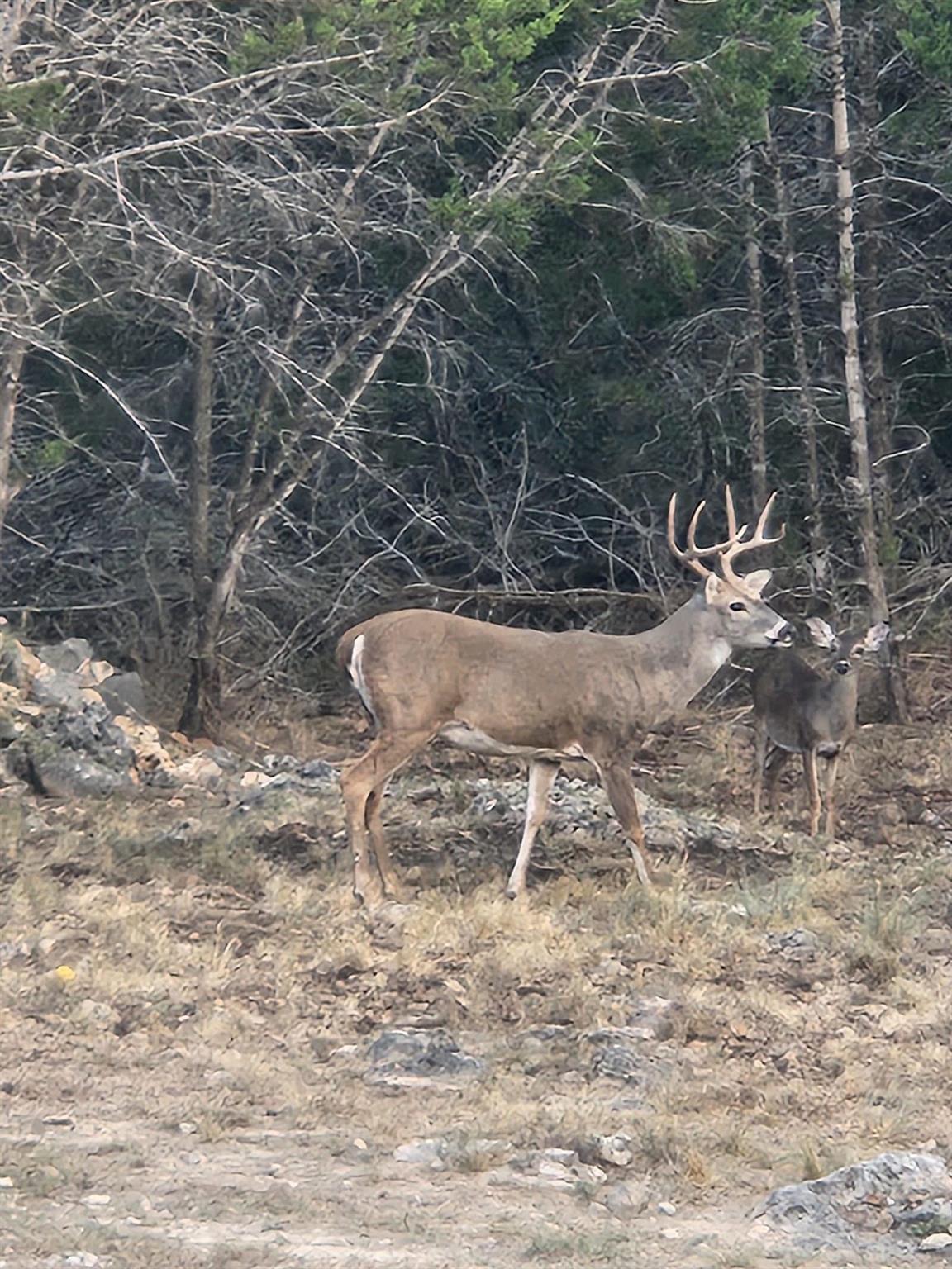 New Braunfels, TX 78132