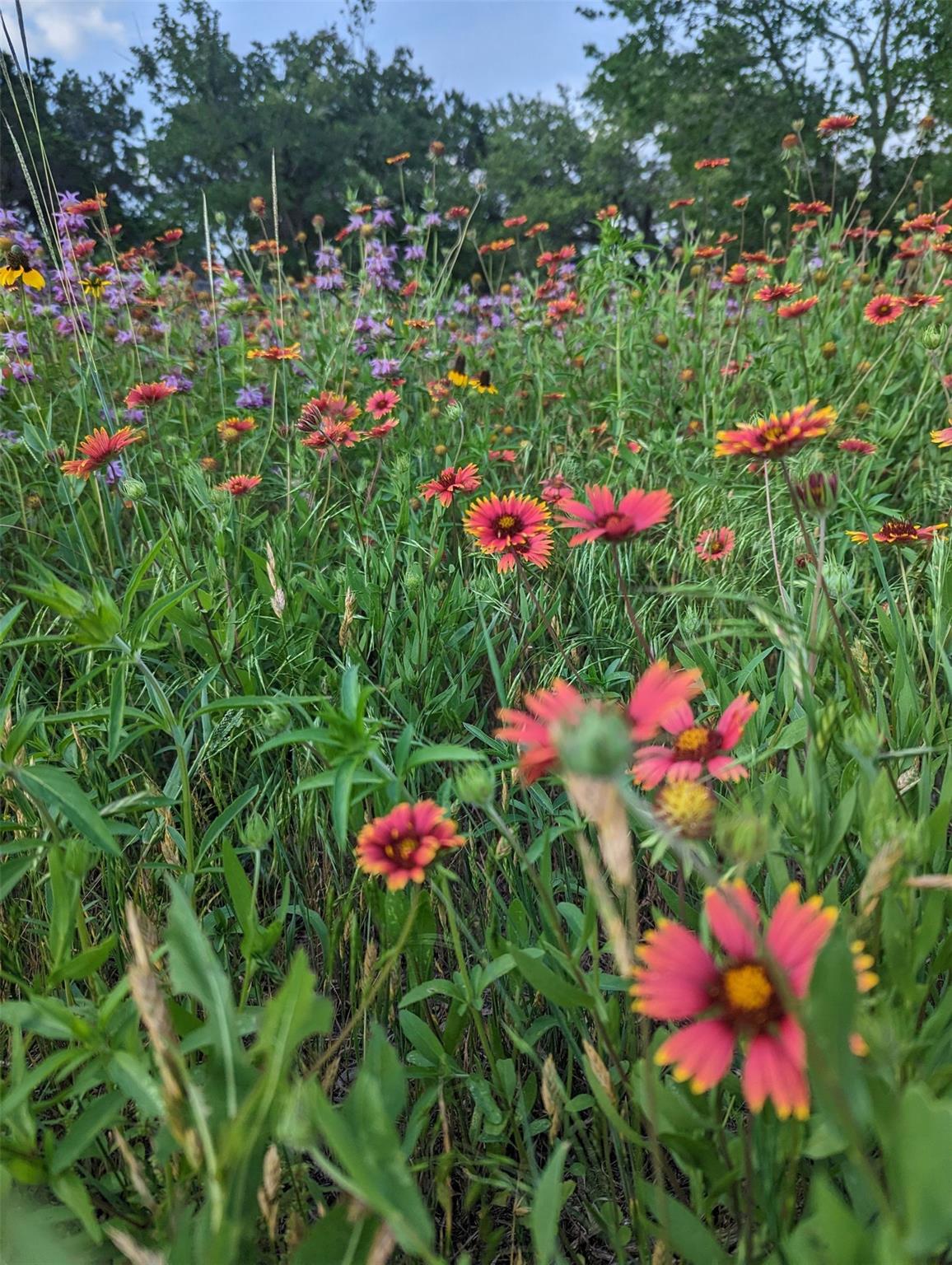 9720 Anchusa Trl, Austin, TX 78736