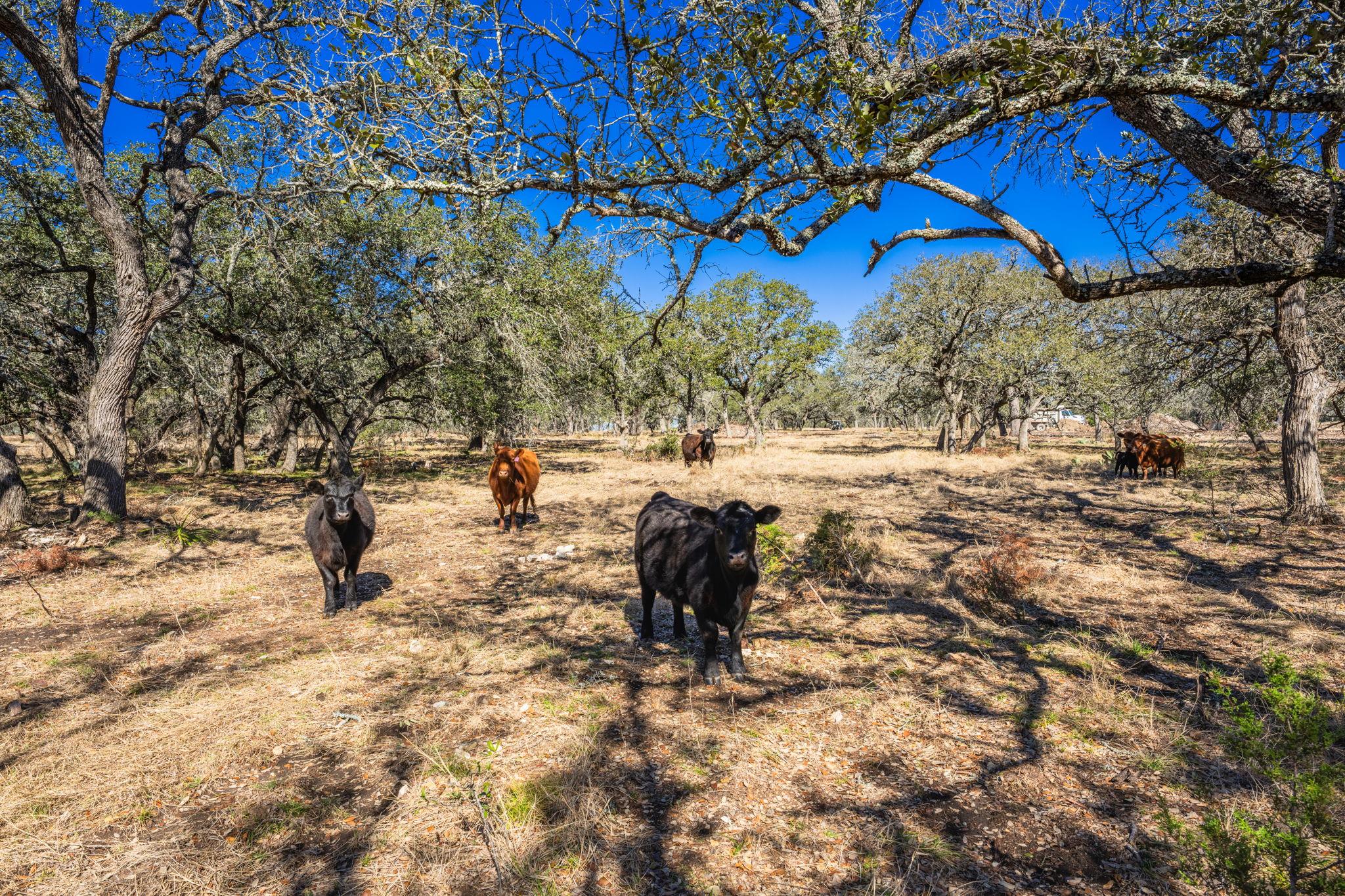 4772-1 County Road 340, Burnet, TX 76905