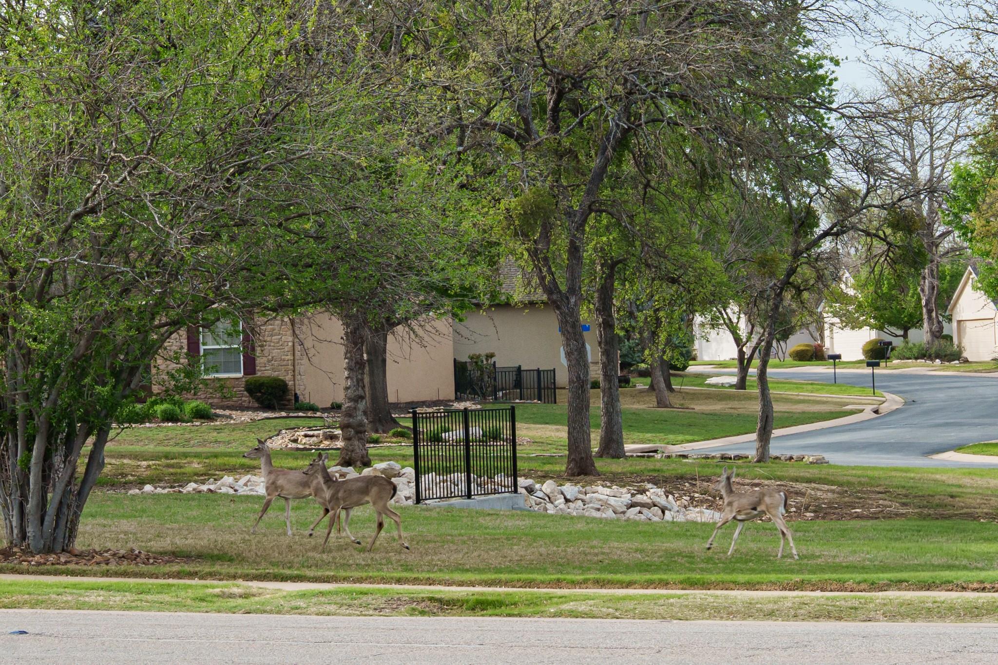 124 Dewberry Dr, Georgetown, TX 78633