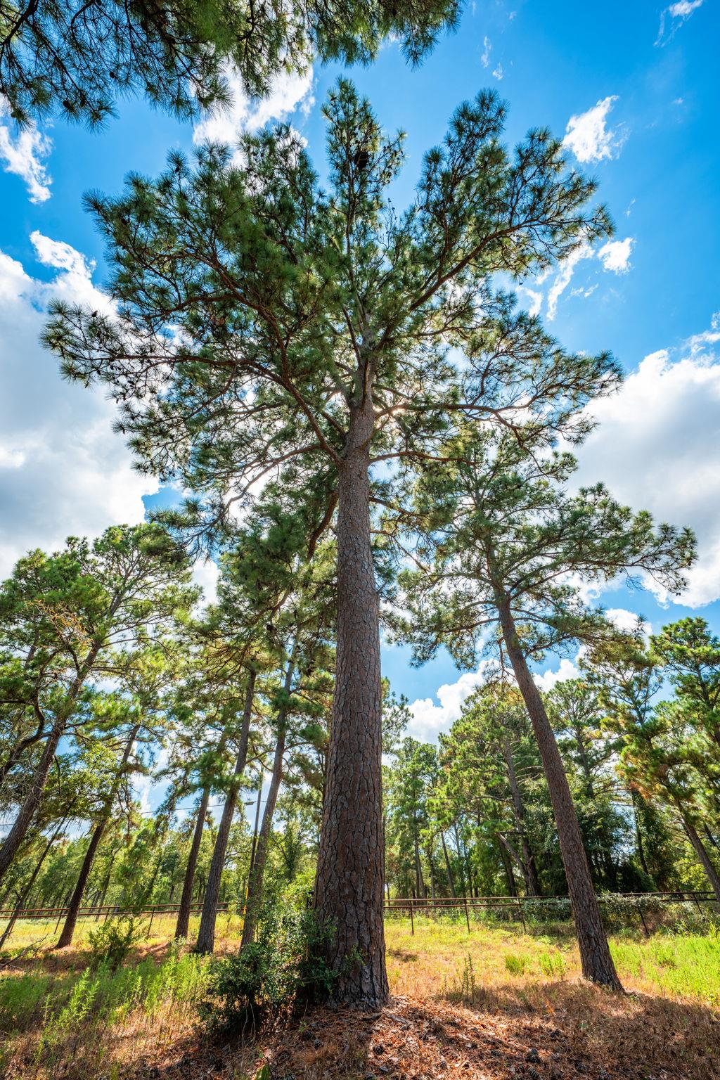 212 Meuth Cemetery Rd, Red Rock, TX 78662