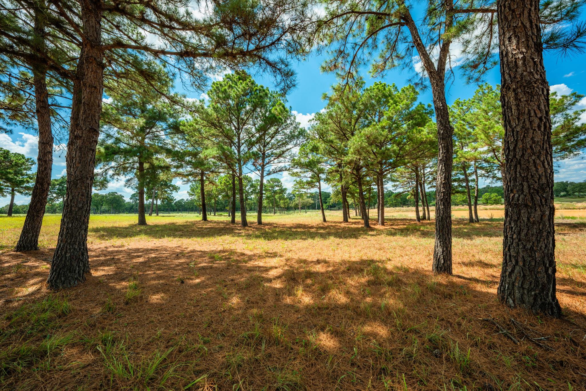 212 Meuth Cemetery Rd, Red Rock, TX 78662