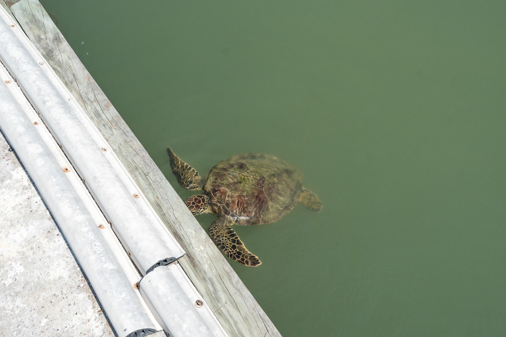 318 W Cotter Ave # 1, Port Aransas, TX 78373