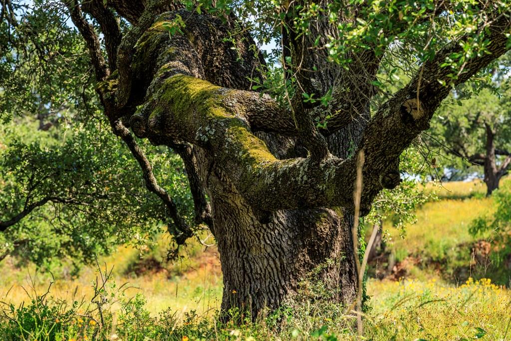 3736-5 County Rd 113, Llano, TX 78643