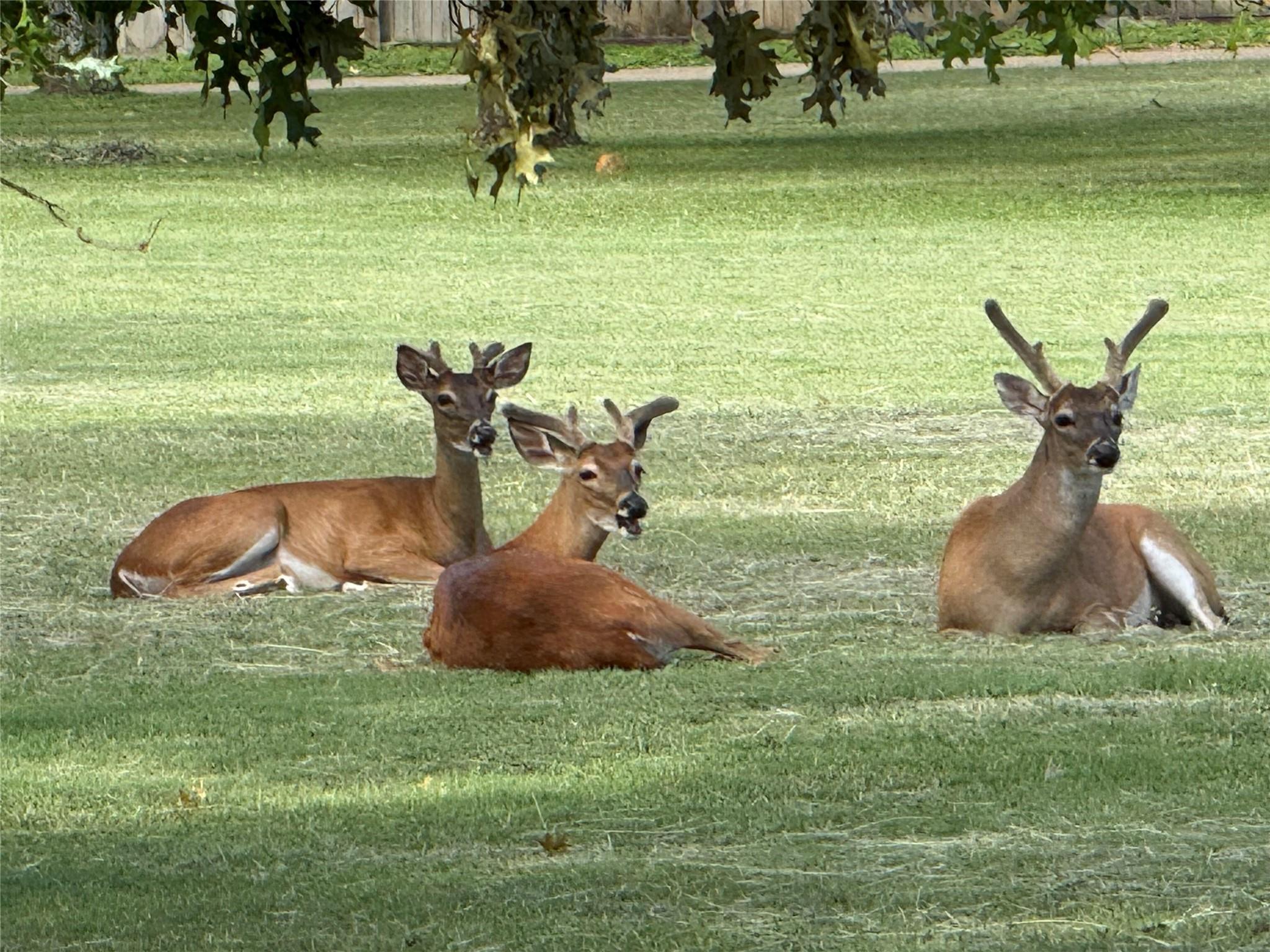 317 Home Place Ln, Salado, TX 76571