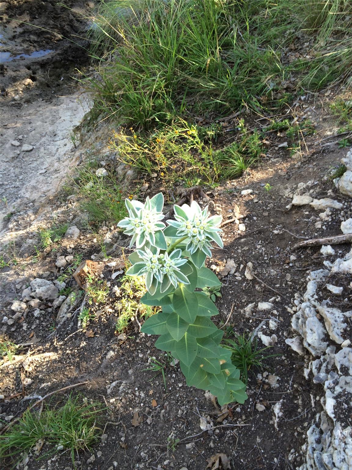 934 Beauchamp Rd, Dripping Springs, TX 78620