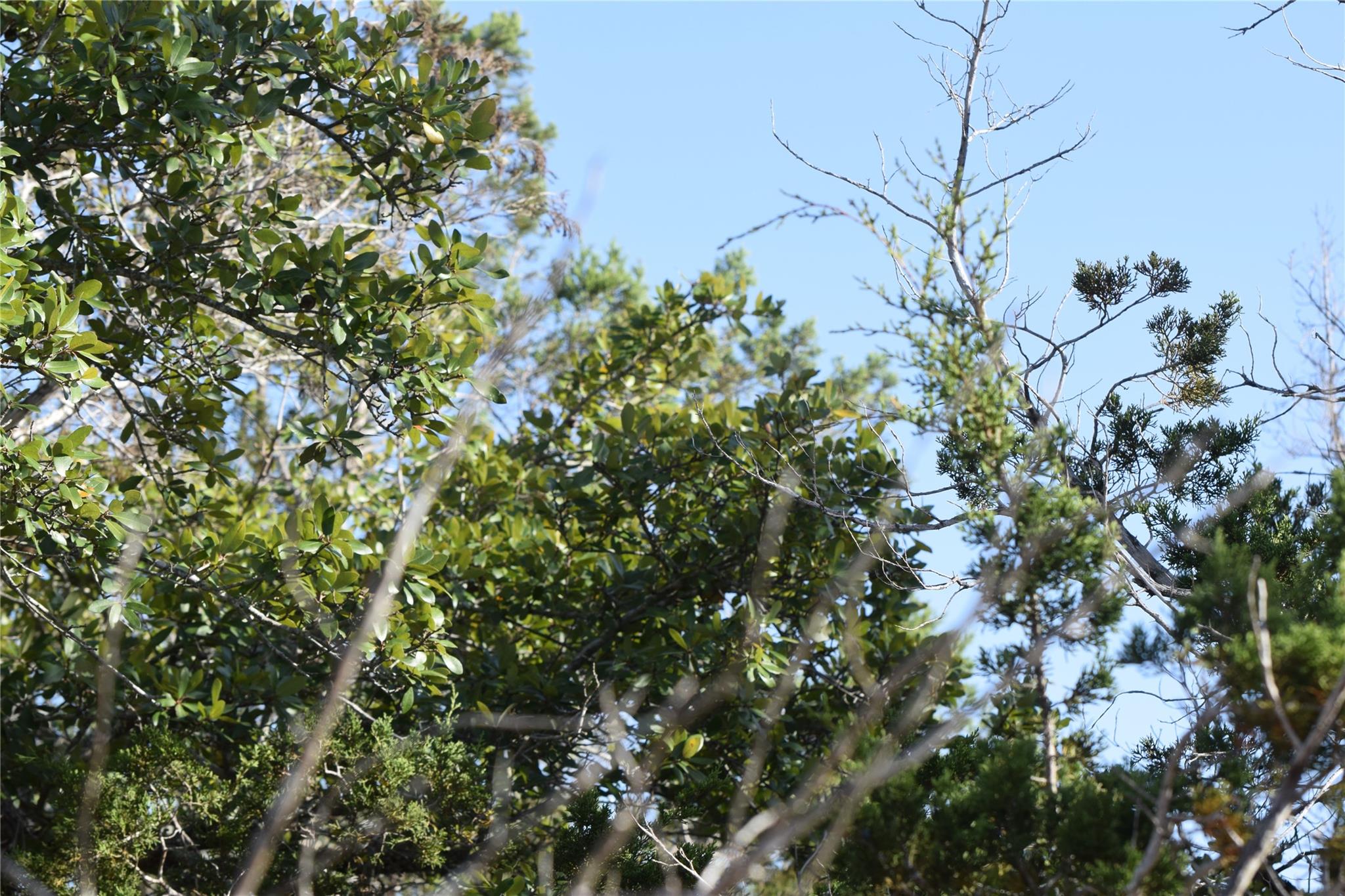 TBD Cheyenne Trl, Wimberley, TX 78676