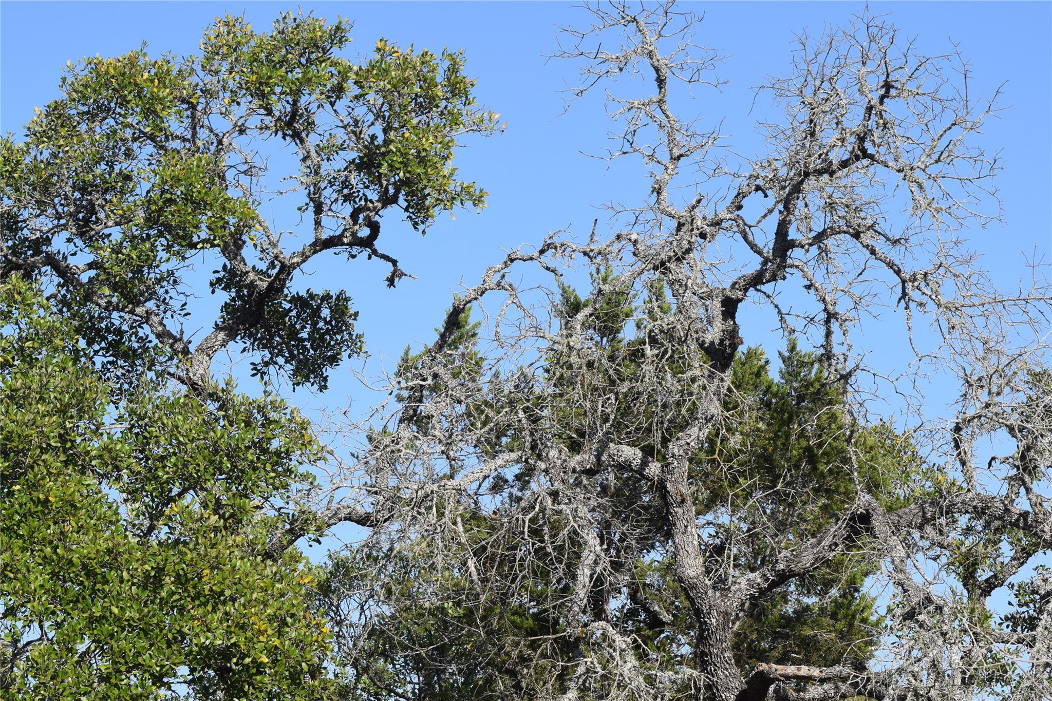 TBD Cheyenne Trl, Wimberley, TX 78676