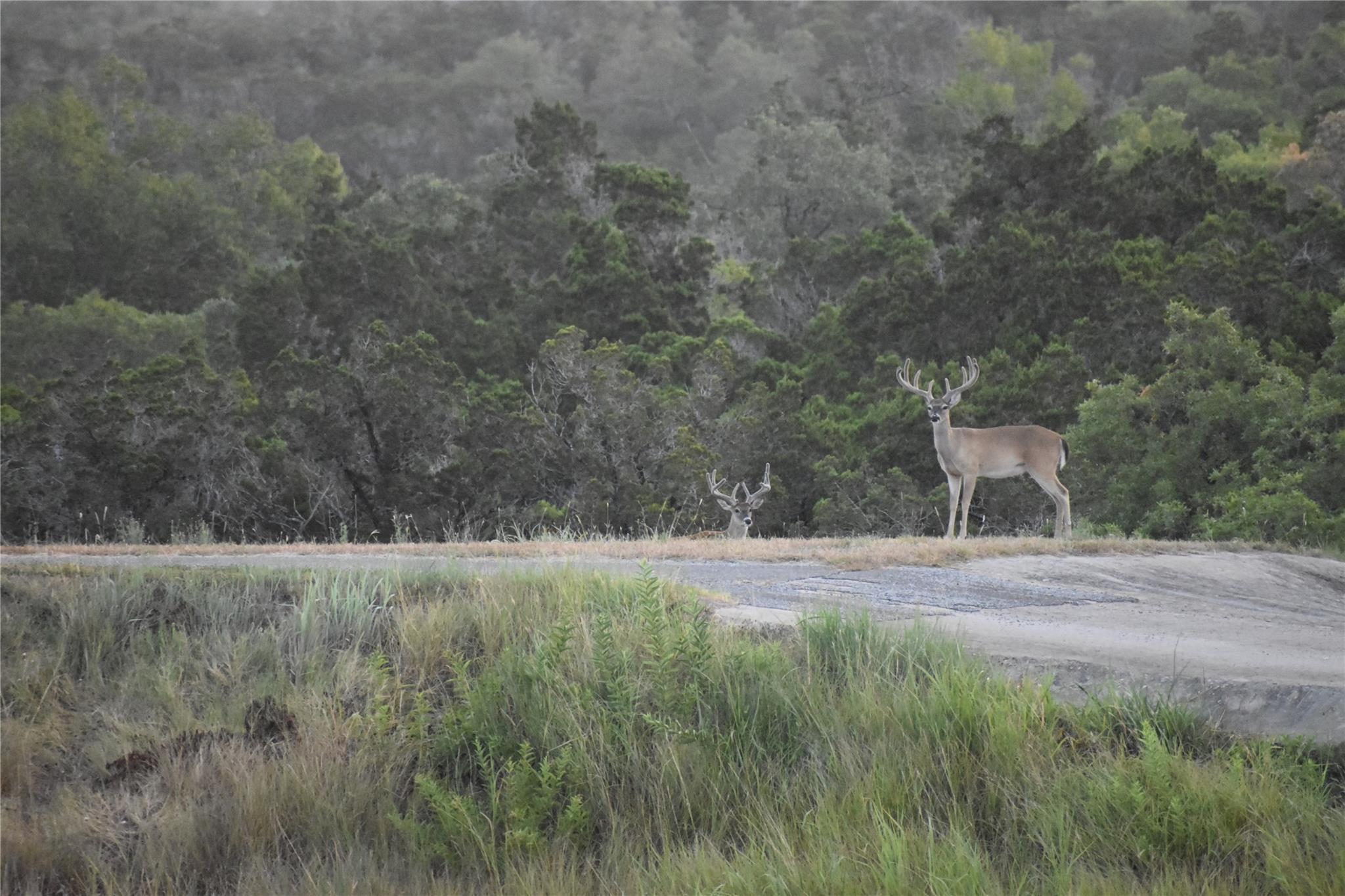 3777 Middle Creek Rd, Blanco, TX 78606