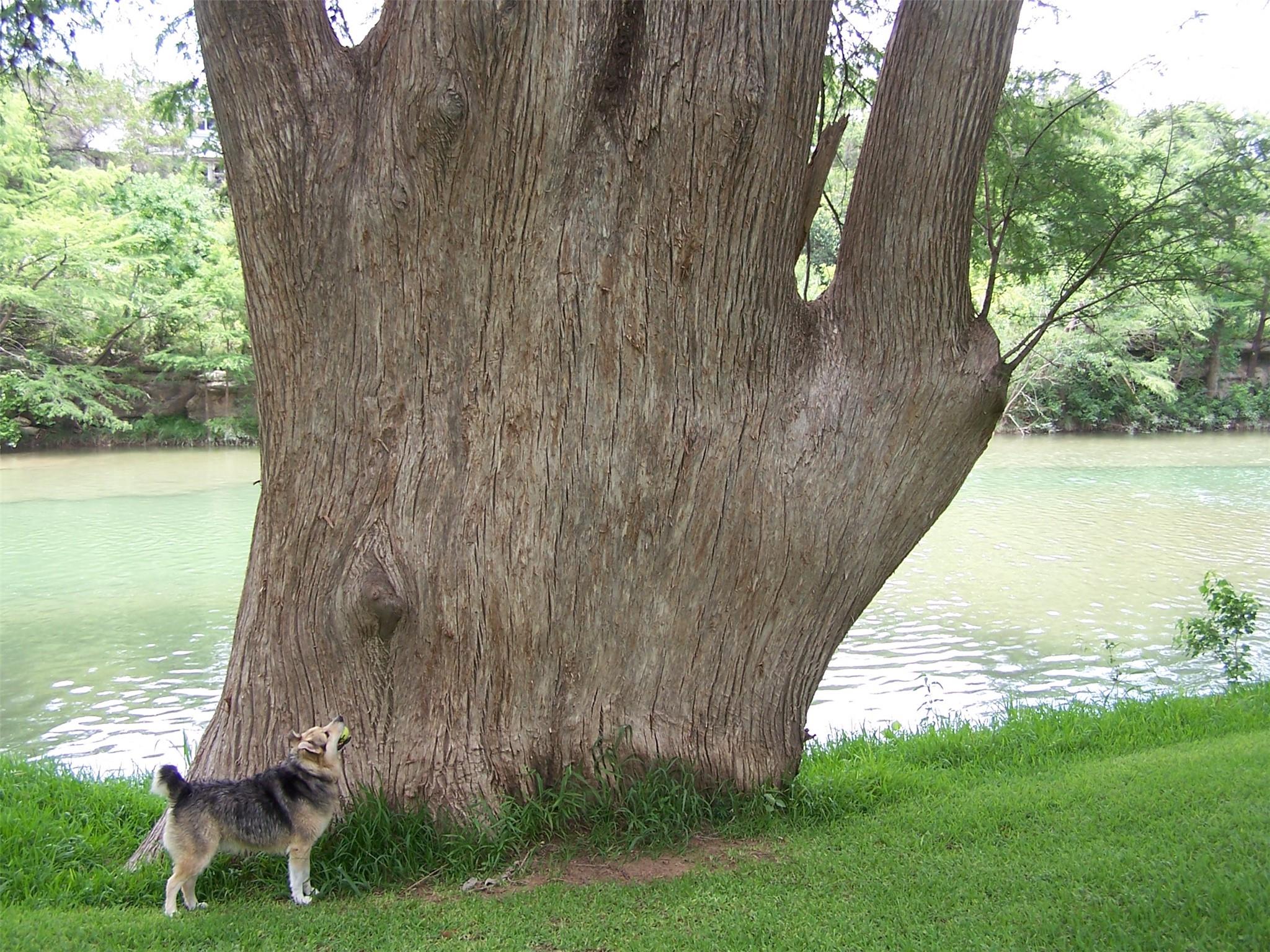 TBD Las Flores, Wimberley, TX 78676