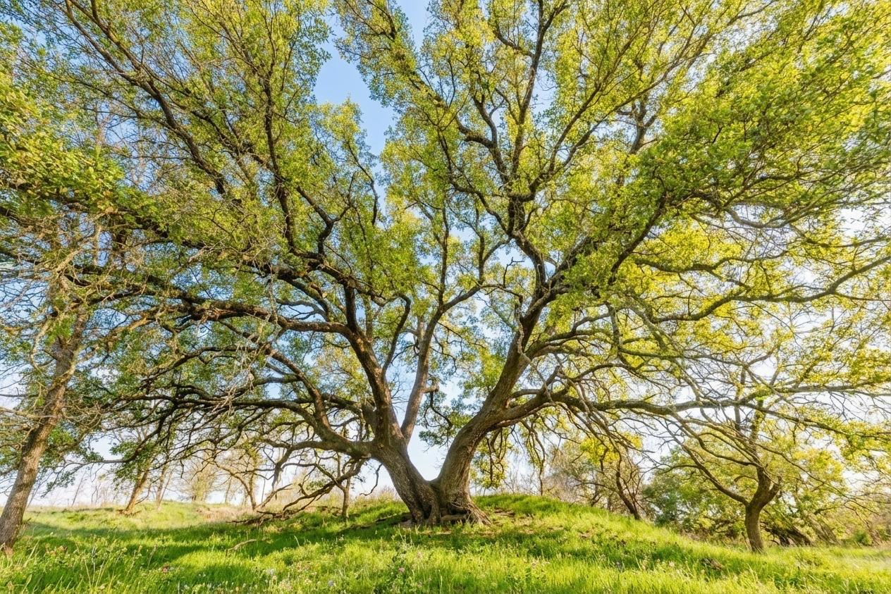 7120 HWY 183 N, Brownwood, TX 76802