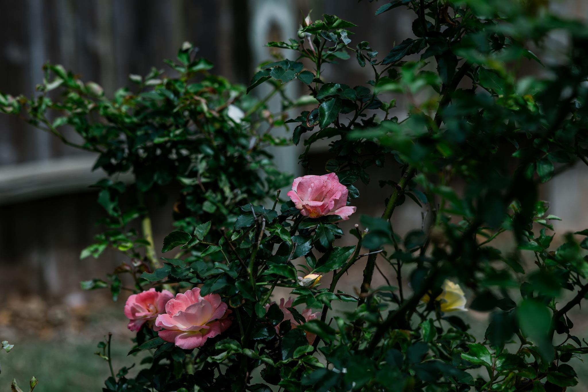 2307 Darnell Dr, Cedar Park, TX 78613