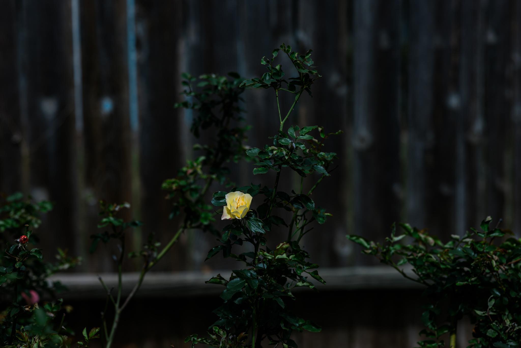 2307 Darnell Dr, Cedar Park, TX 78613