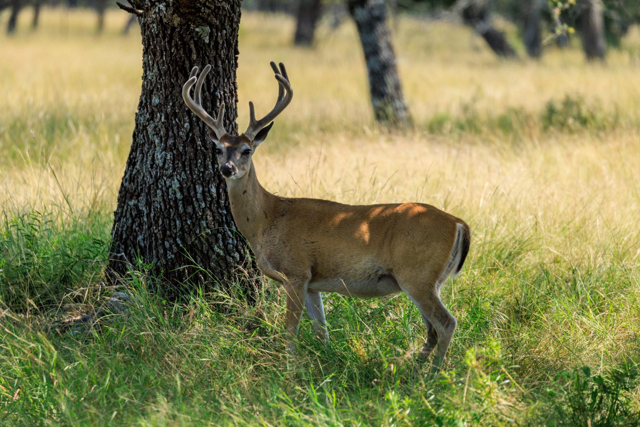 Lot 88 Stock Pond Dr, Harper, TX 78631