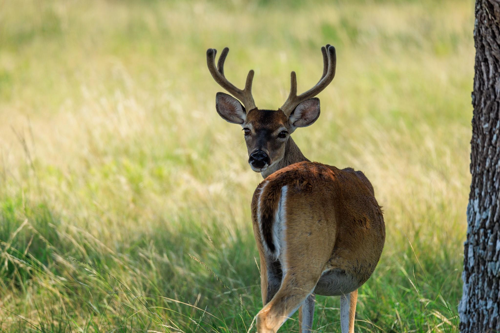 Lot 88 Stock Pond Dr, Harper, TX 78631