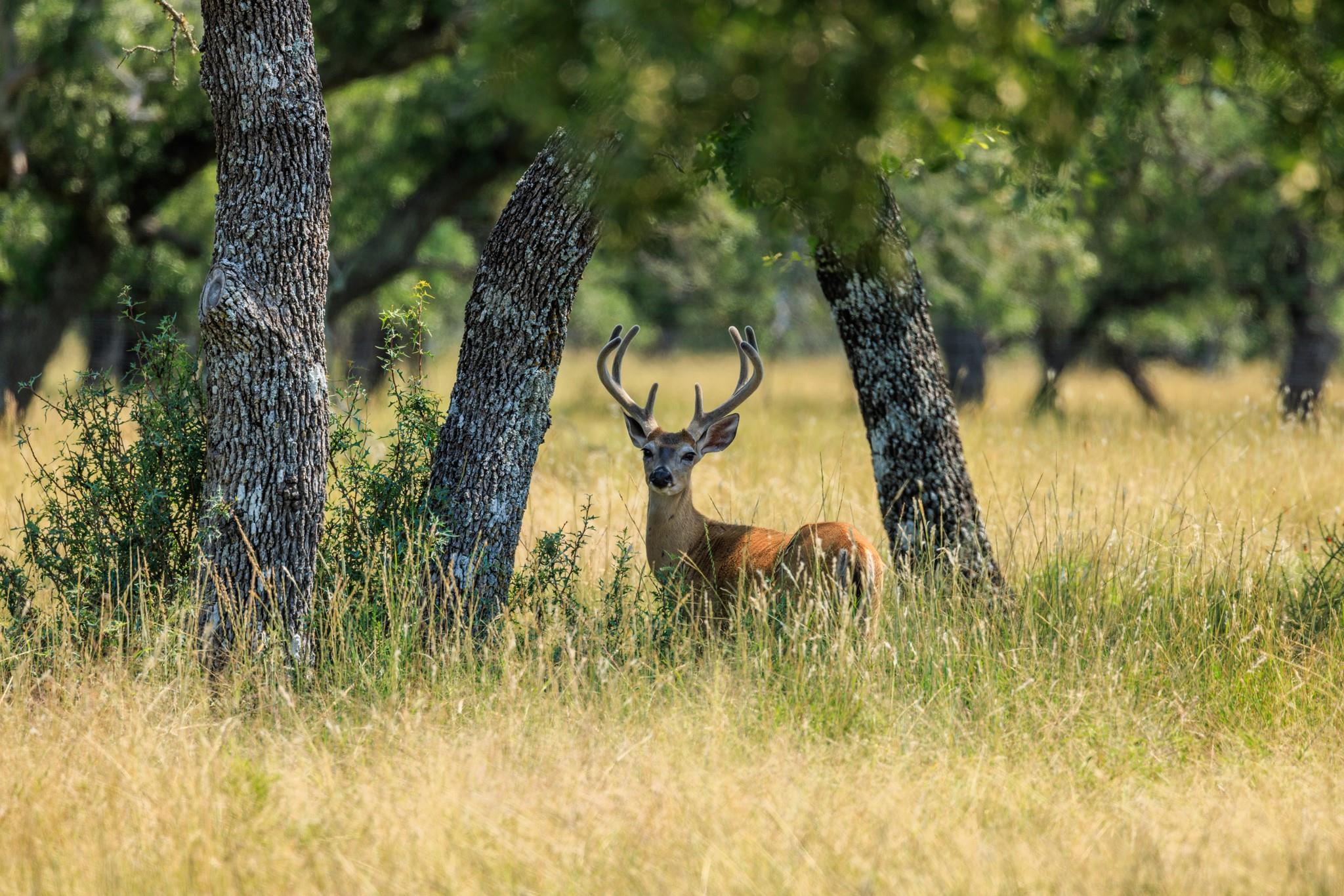 Lot 88 Stock Pond Dr, Harper, TX 78631