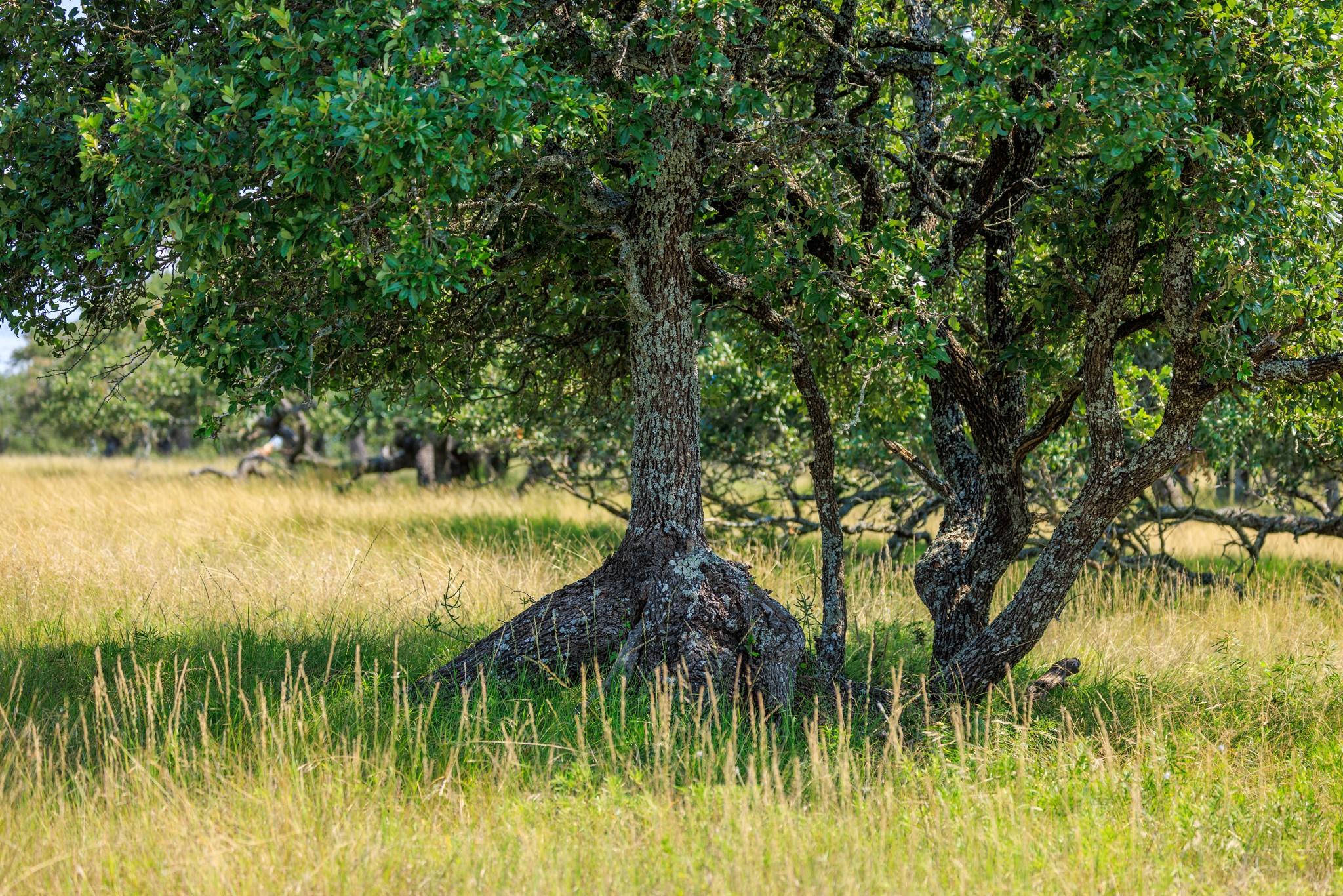 Lot 88 Stock Pond Dr, Harper, TX 78631
