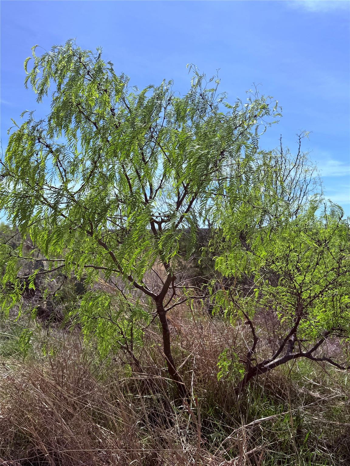 198 Cherry Laurel Ln, Lampasas, TX 76550