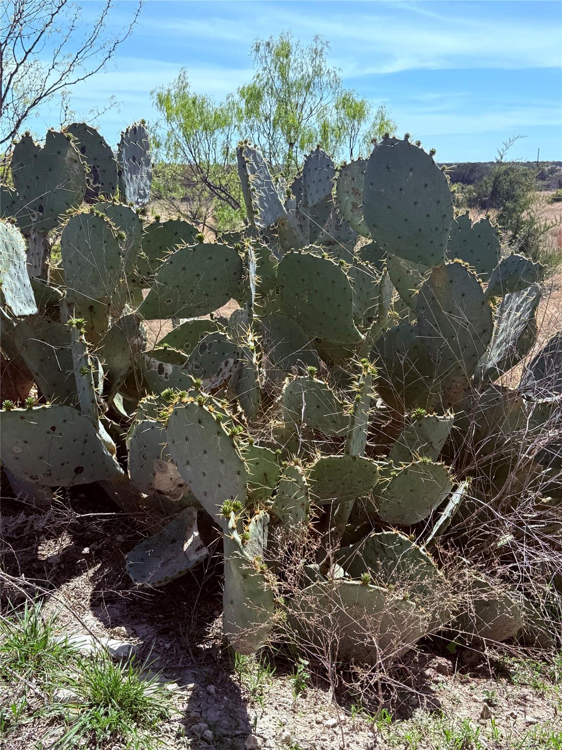 198 Cherry Laurel Ln, Lampasas, TX 76550