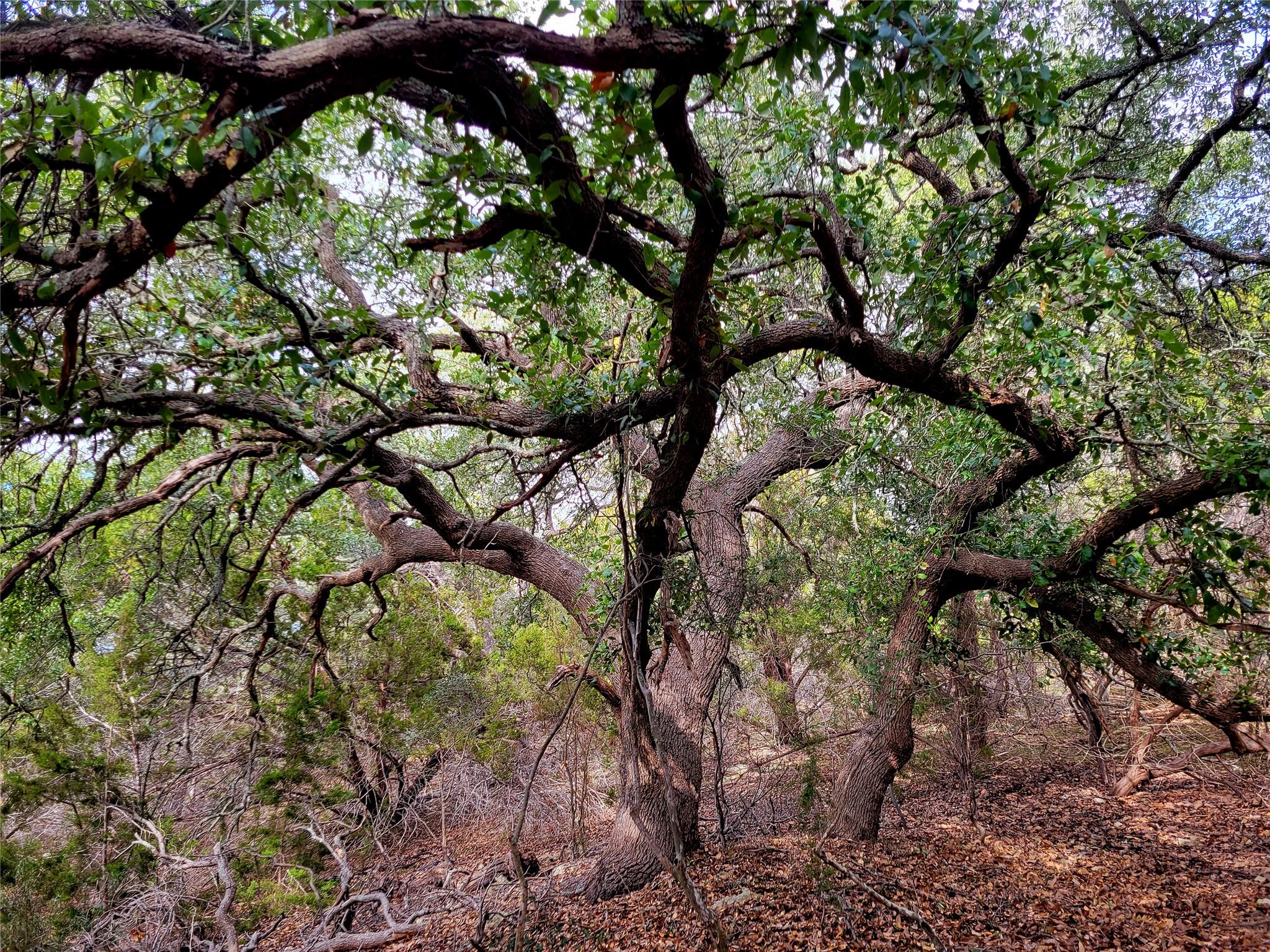 2066 Stallion Springs Dr, Fischer, TX 78623